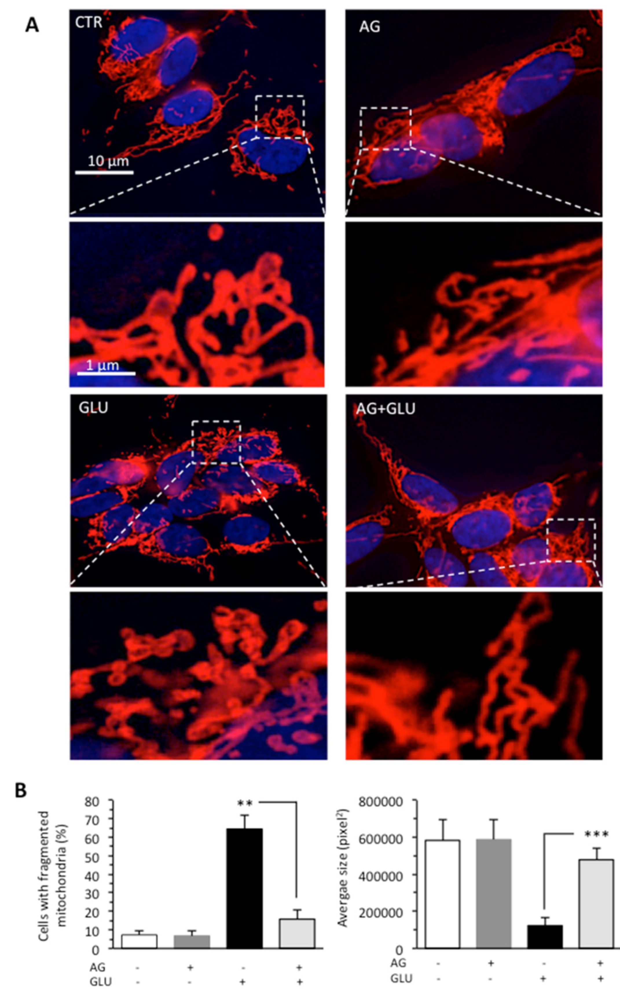 Biomedicines 09 00608 g003