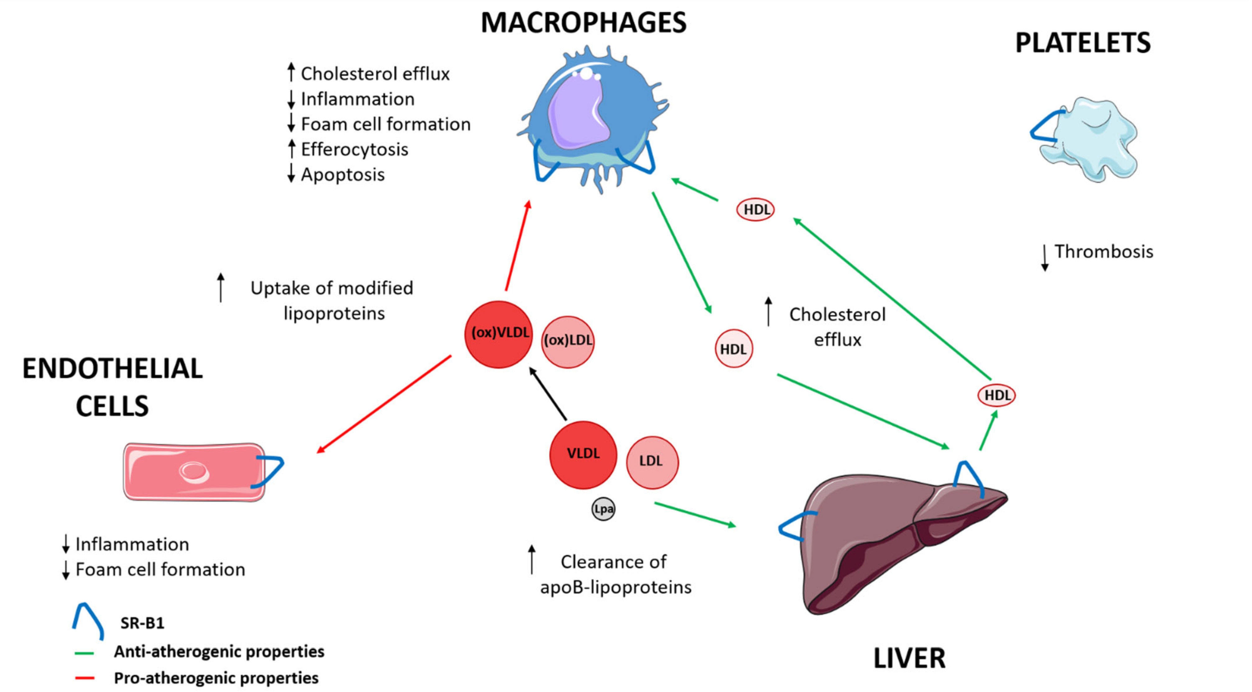 Biomedicines 09 00612 g001