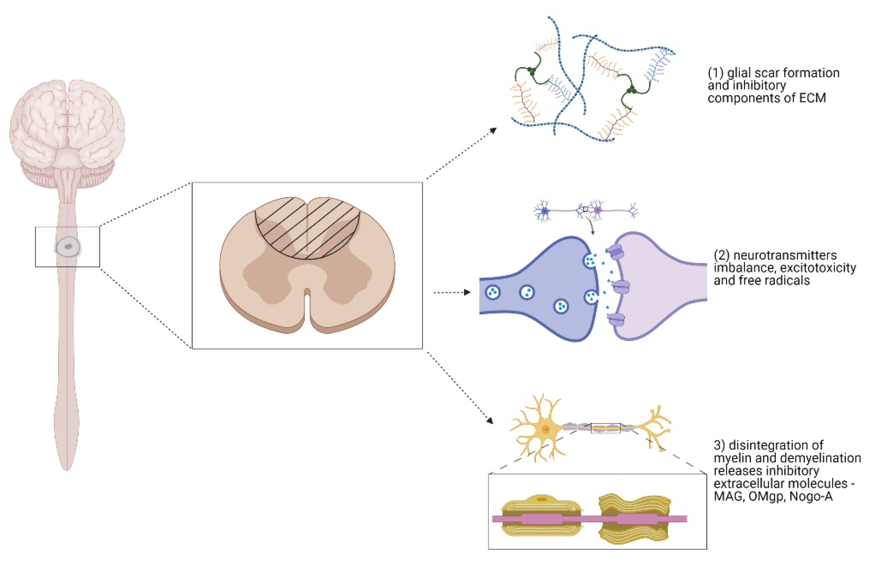 Biomedicines 09 00613 g001