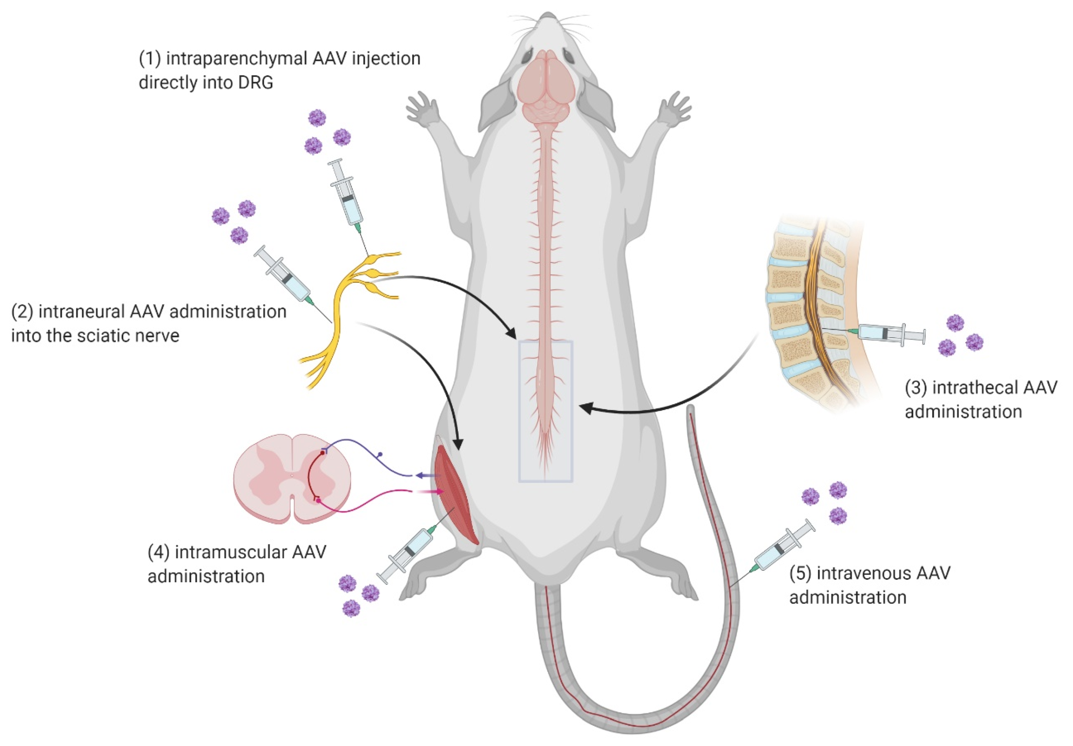 Biomedicines 09 00613 g003