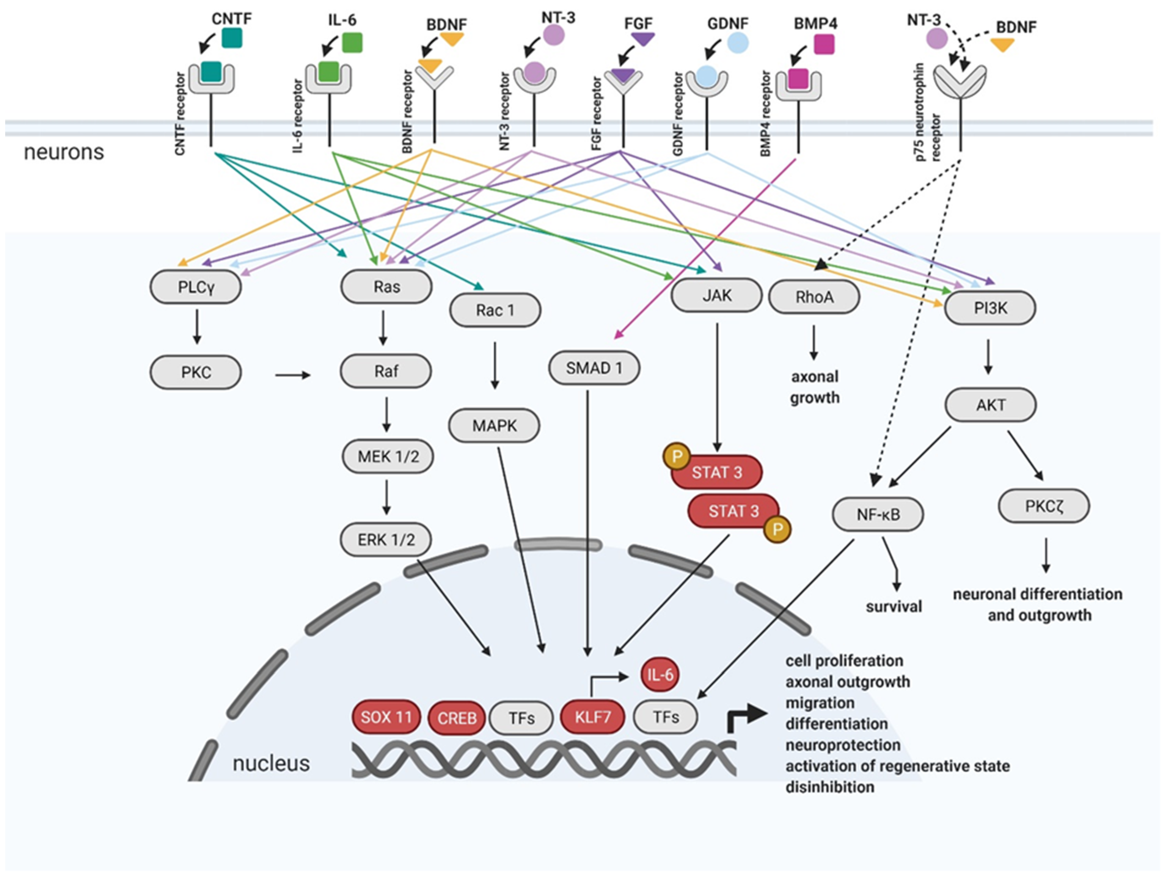 Biomedicines 09 00613 g004