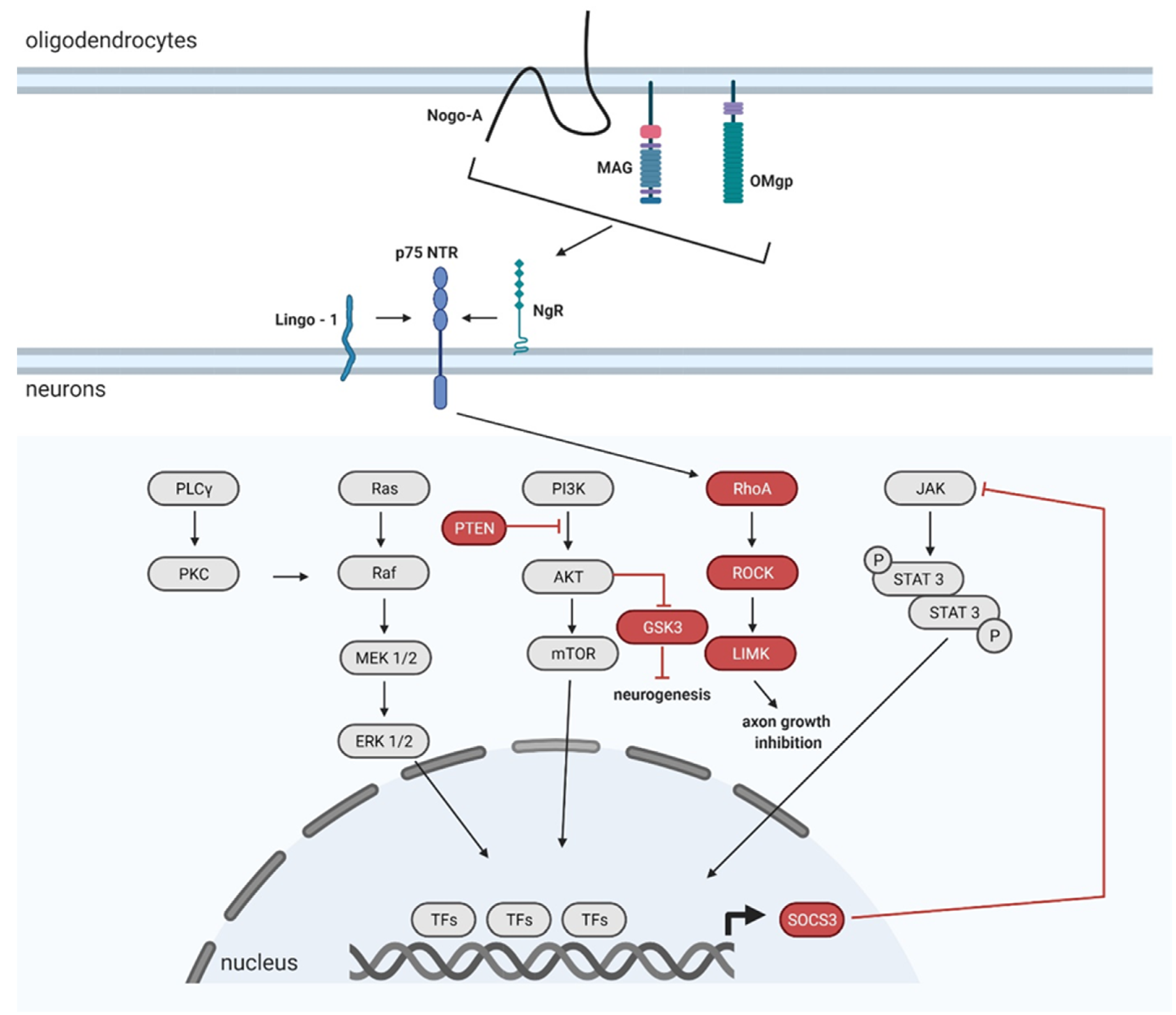 Biomedicines 09 00613 g005