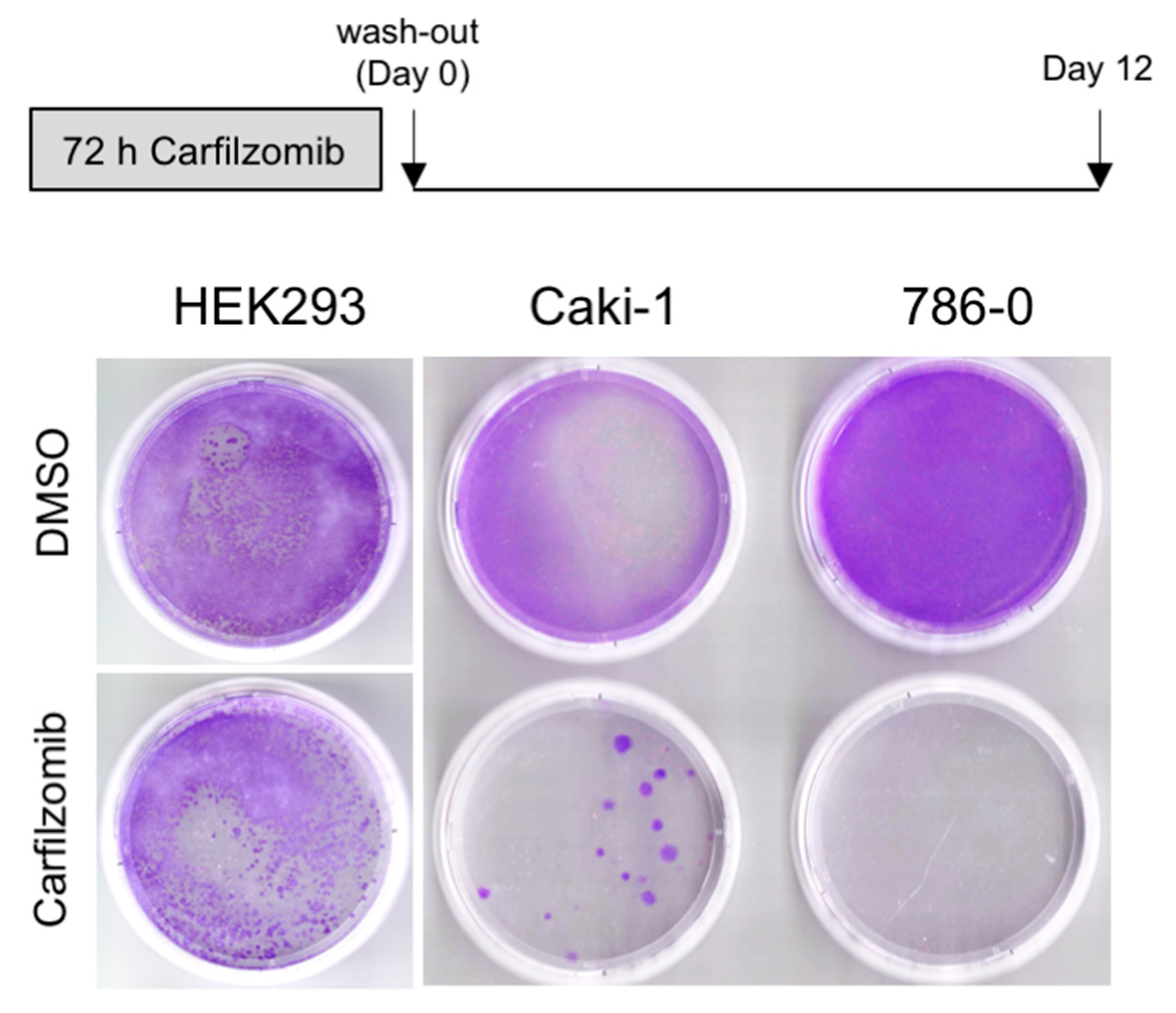 Biomedicines 09 00627 g004 Biomedicines 09 00627 g004