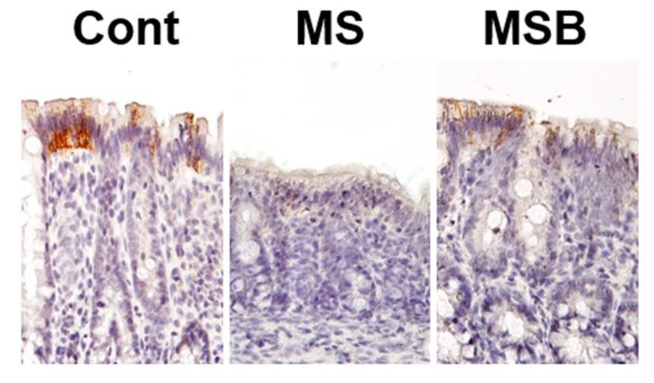 Biomedicines 09 00641 g003