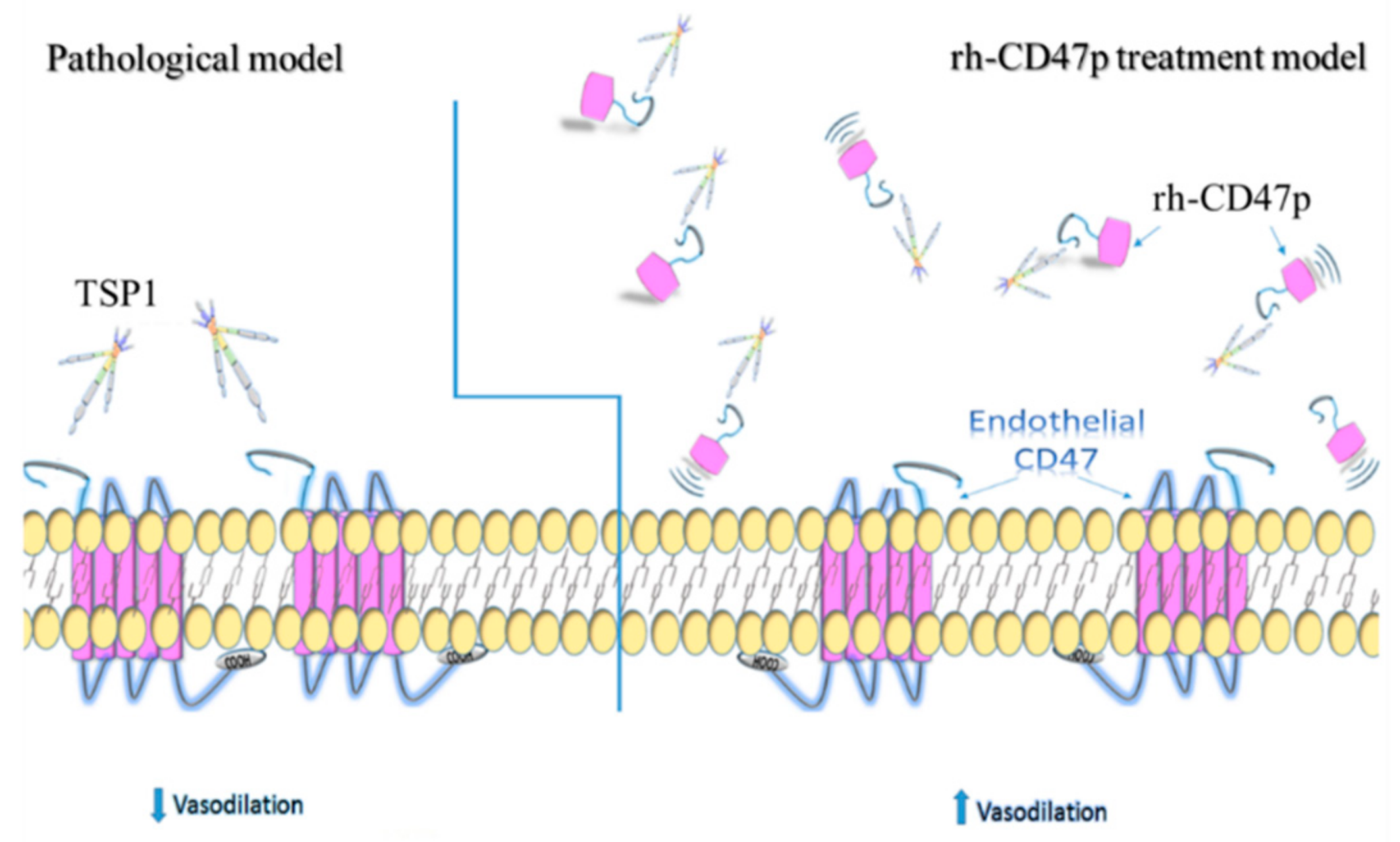 Biomedicines 09 00642 g007