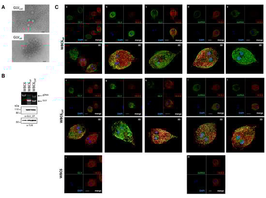 Biomedicines 09 00654 g005