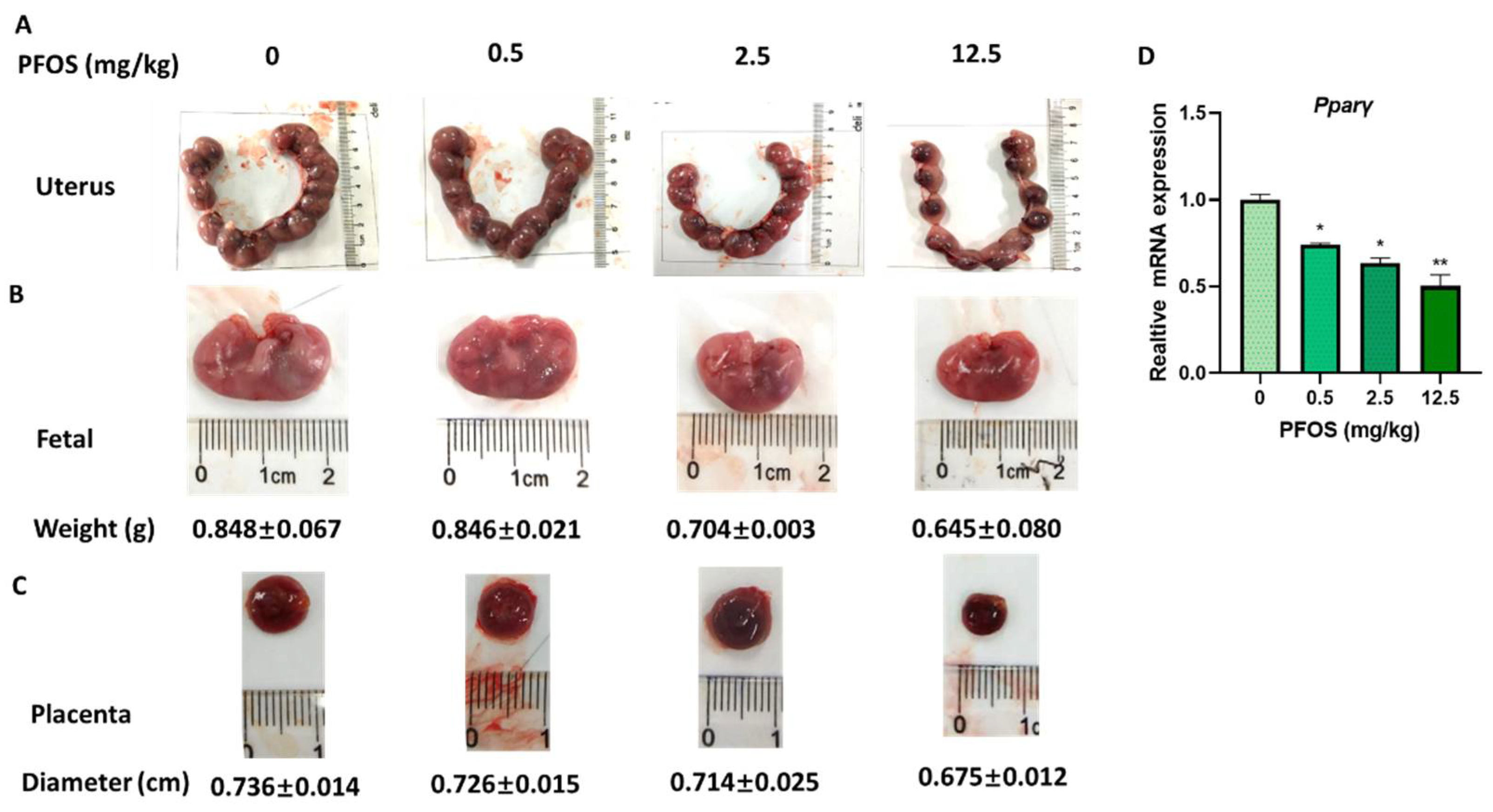 Biomedicines 09 00677 g007
