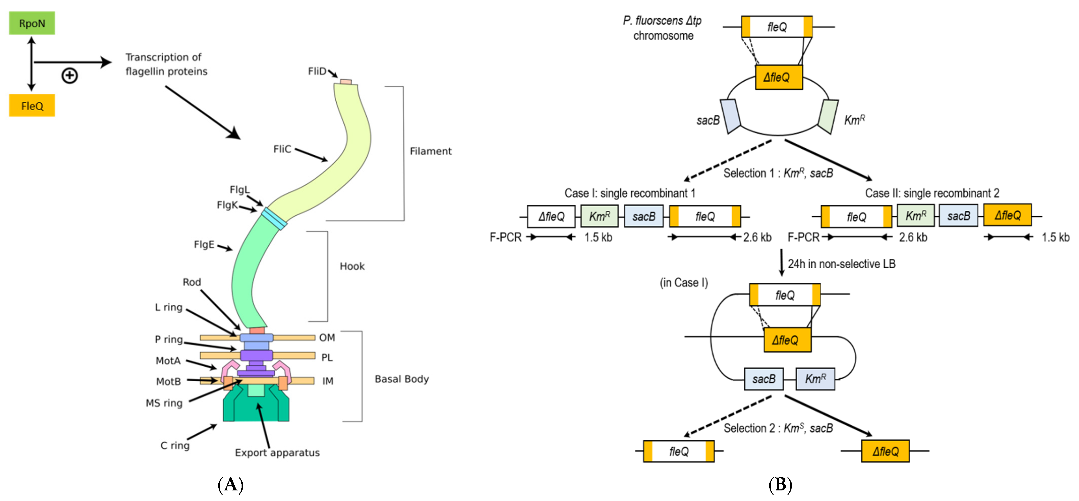 Biomedicines 09 00679 g002