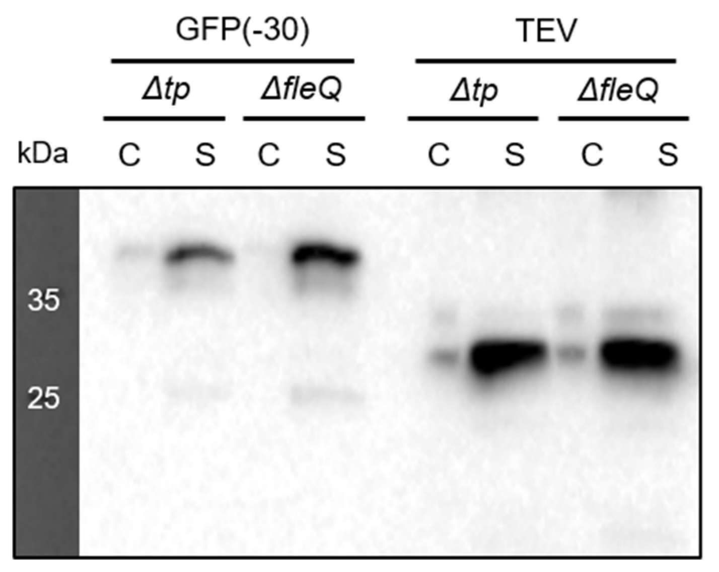 Biomedicines 09 00679 g003