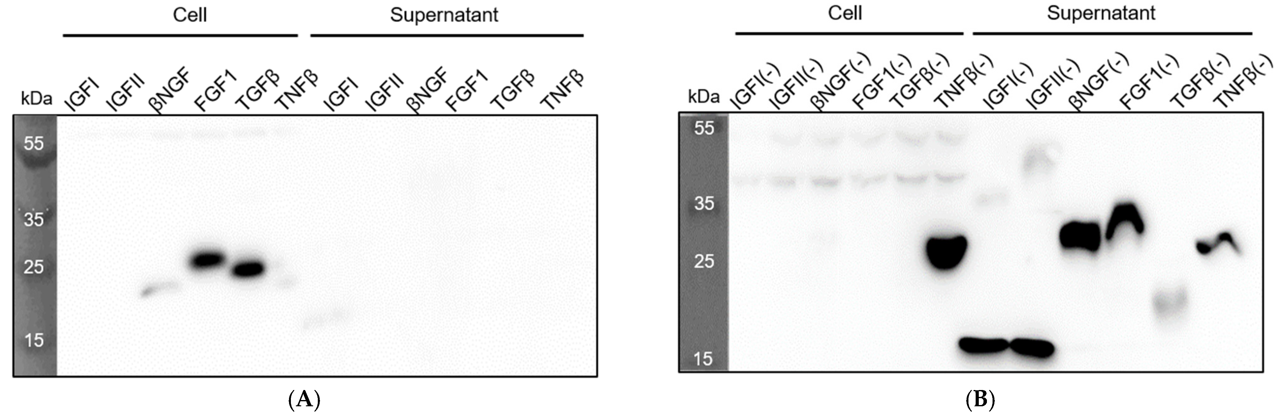 Biomedicines 09 00679 g004