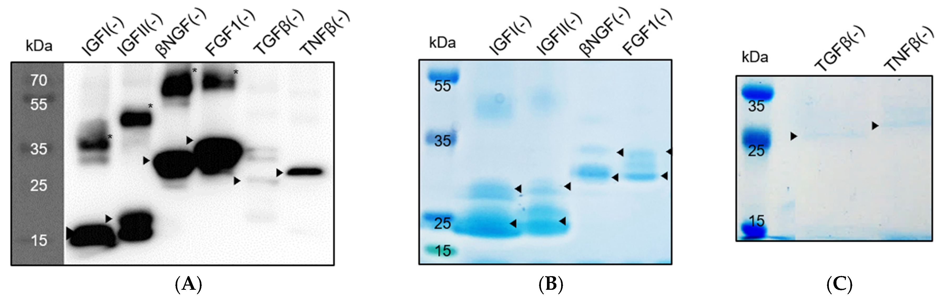 Biomedicines 09 00679 g005