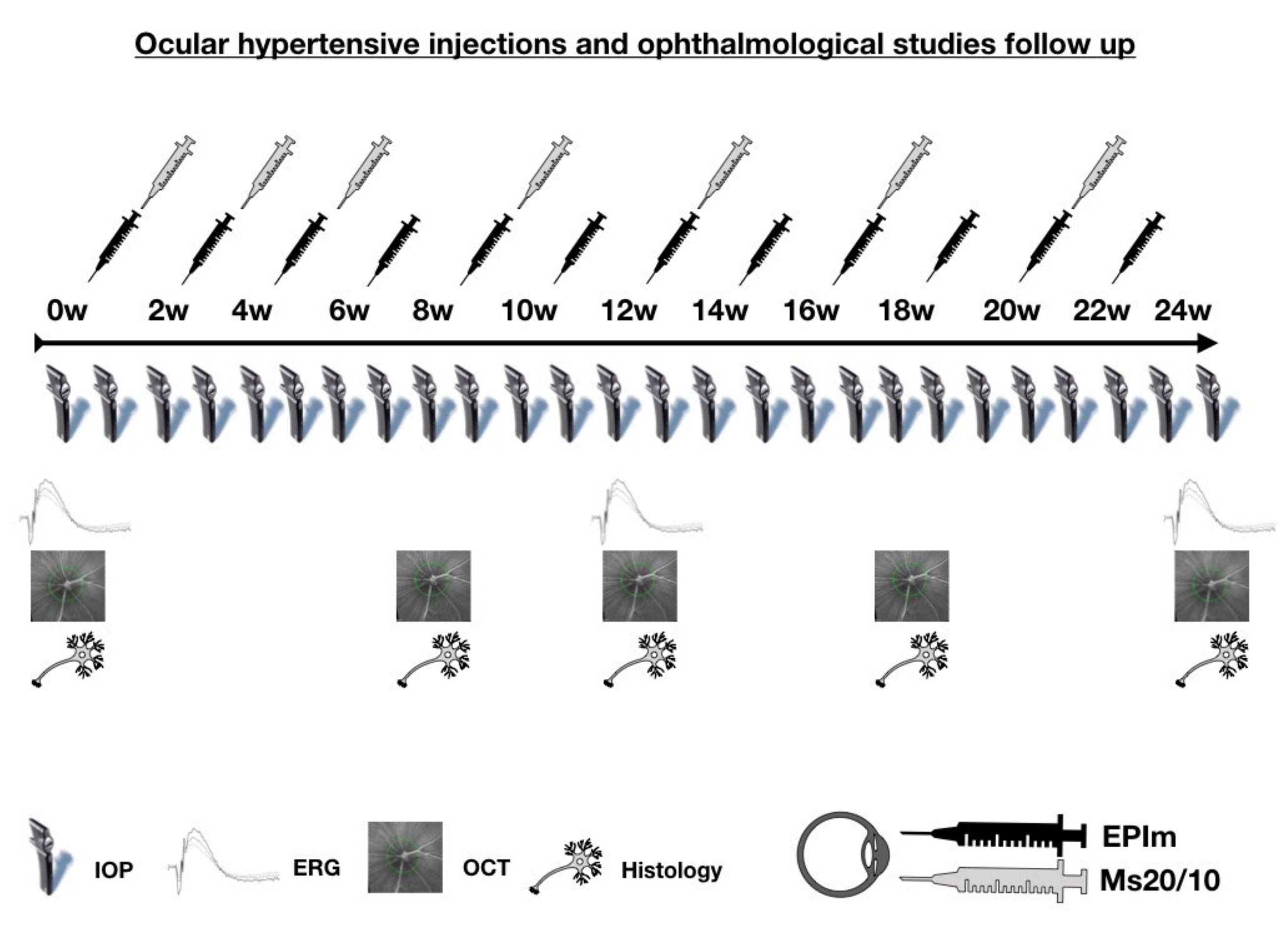 Biomedicines 09 00682 g001