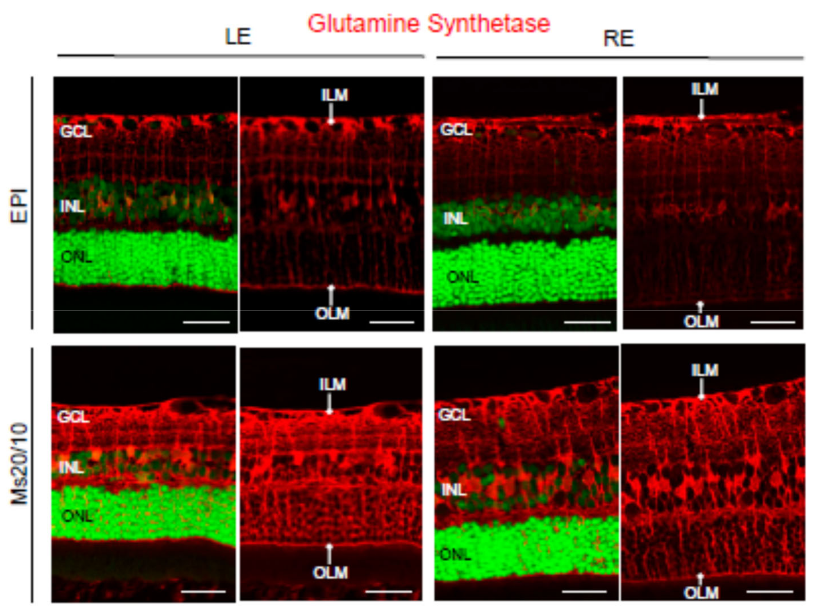 Biomedicines 09 00682 g009