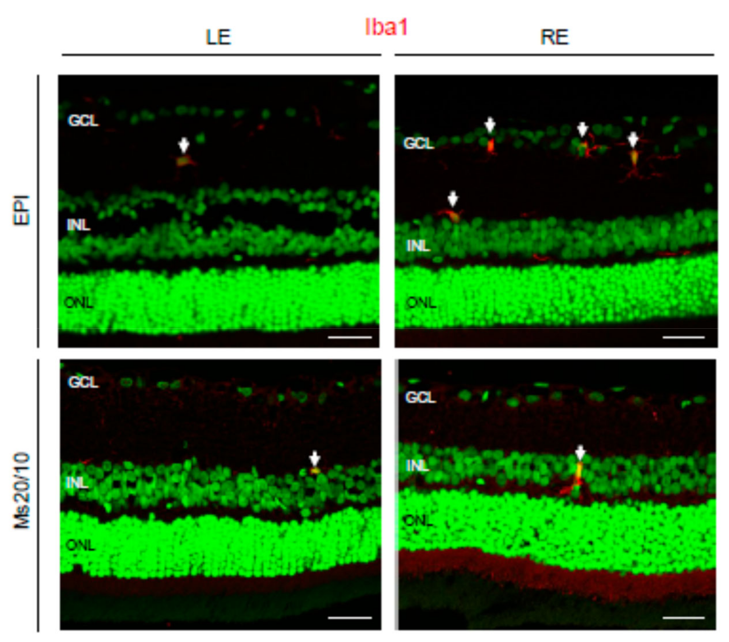 Biomedicines 09 00682 g010