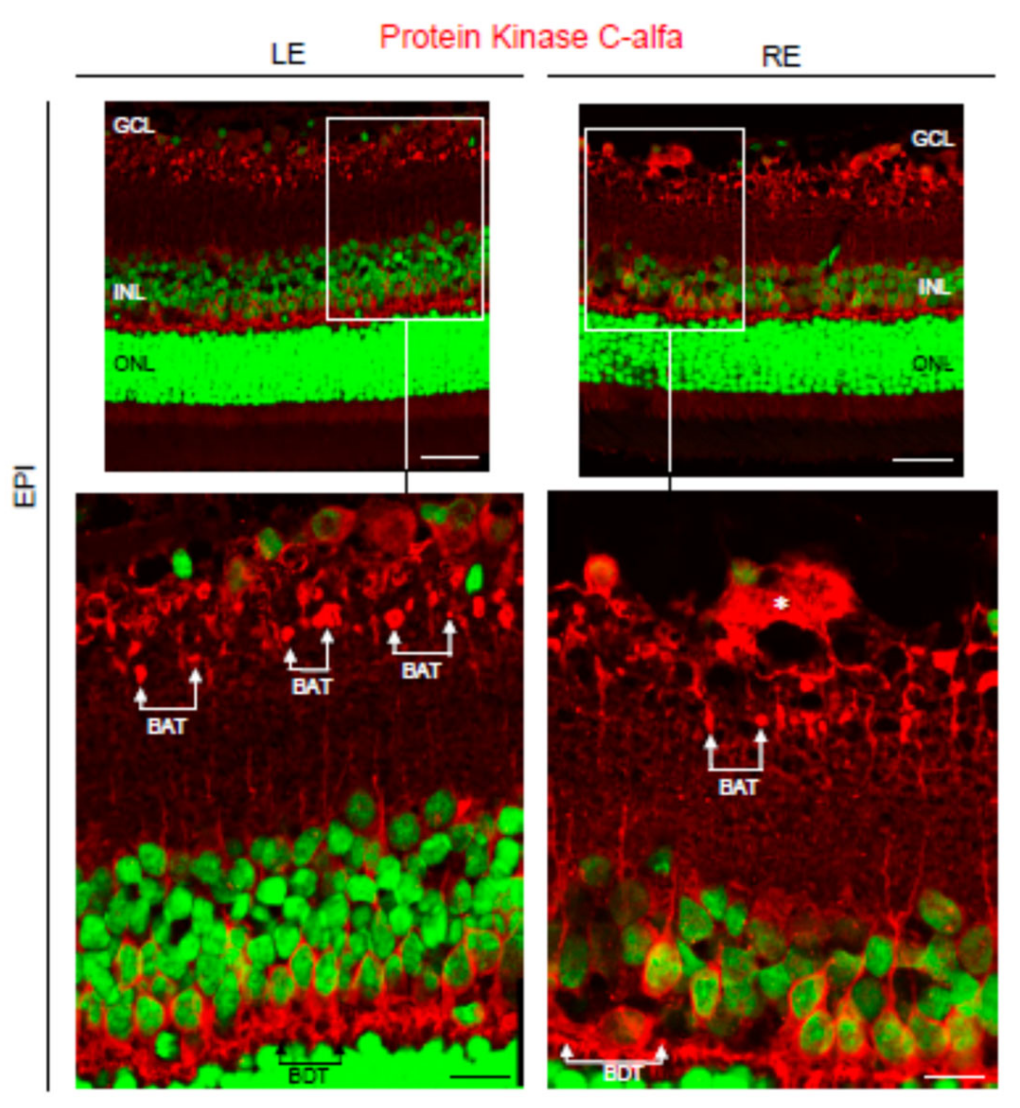 Biomedicines 09 00682 g012