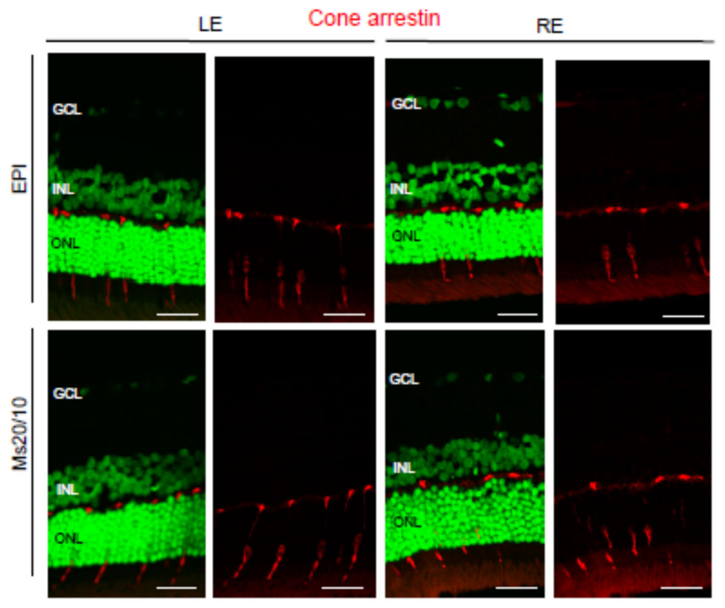 Biomedicines 09 00682 g013