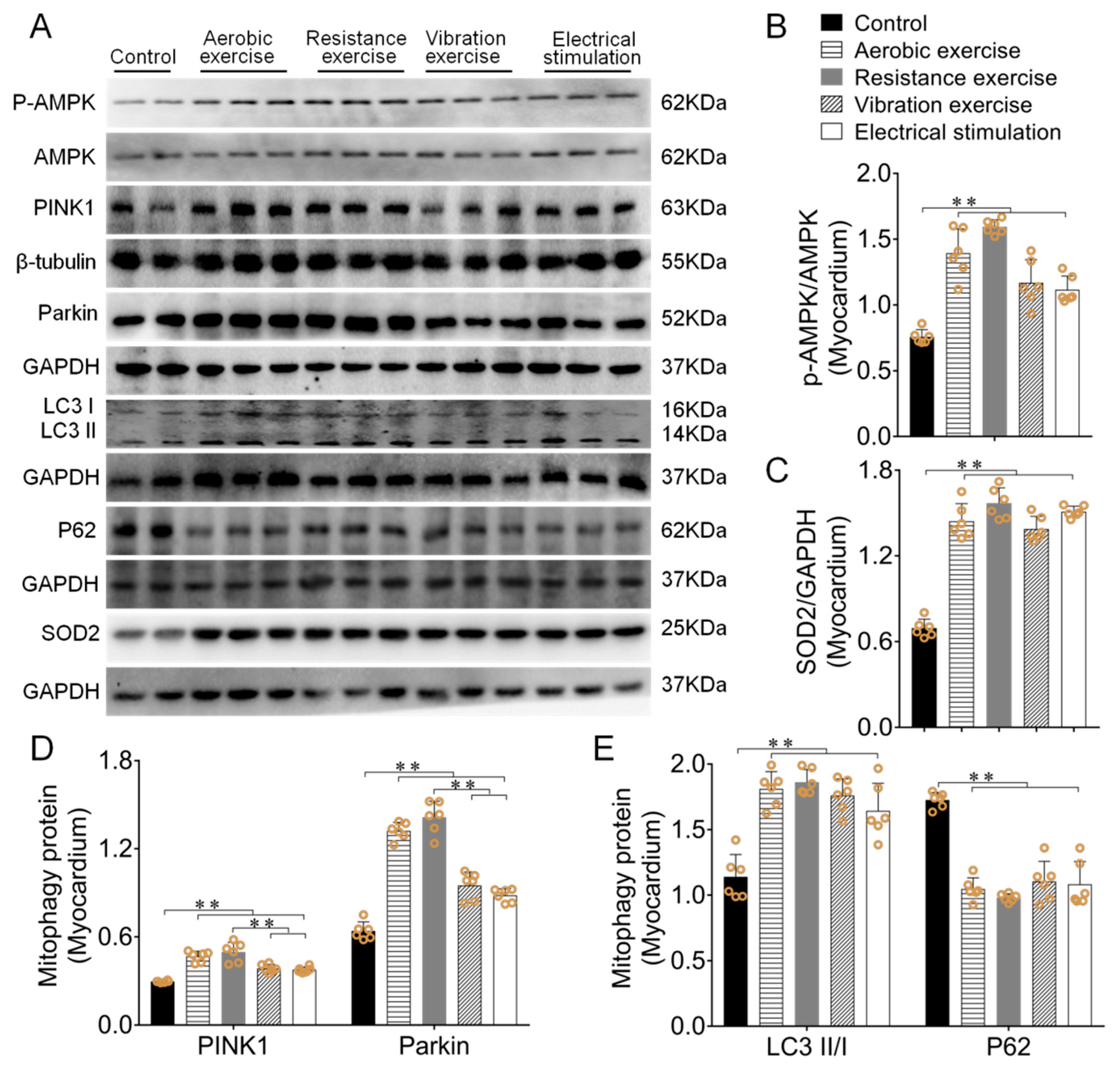 Biomedicines 09 00701 g003