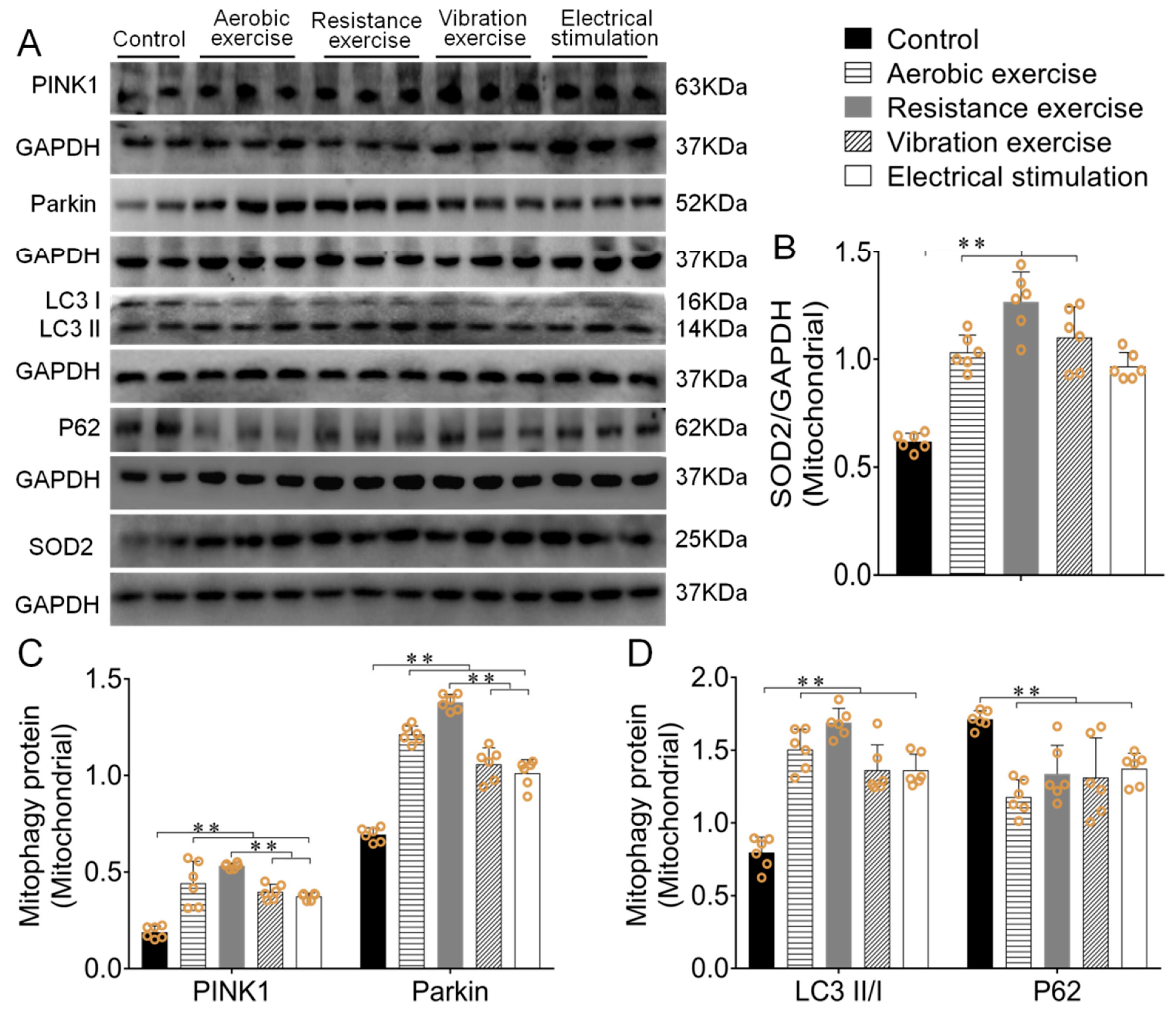 Biomedicines 09 00701 g004