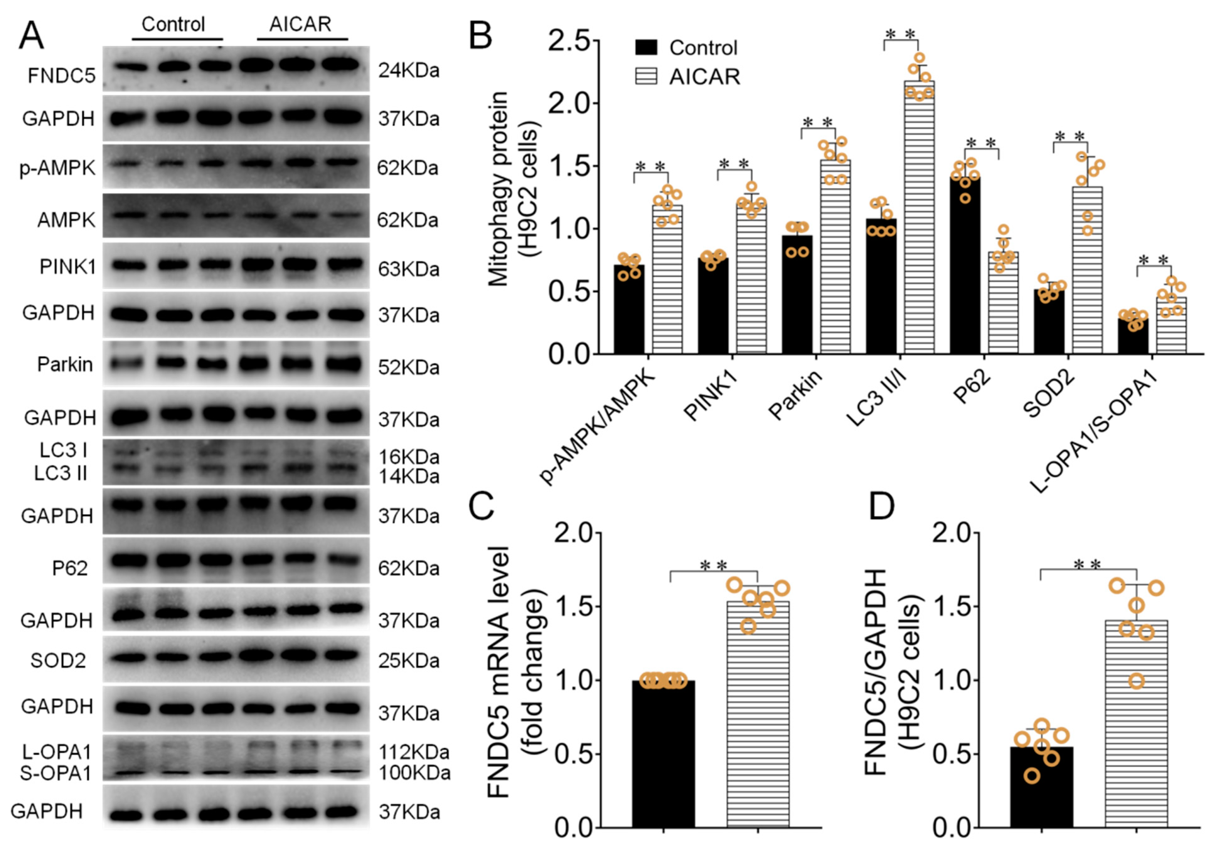 Biomedicines 09 00701 g006