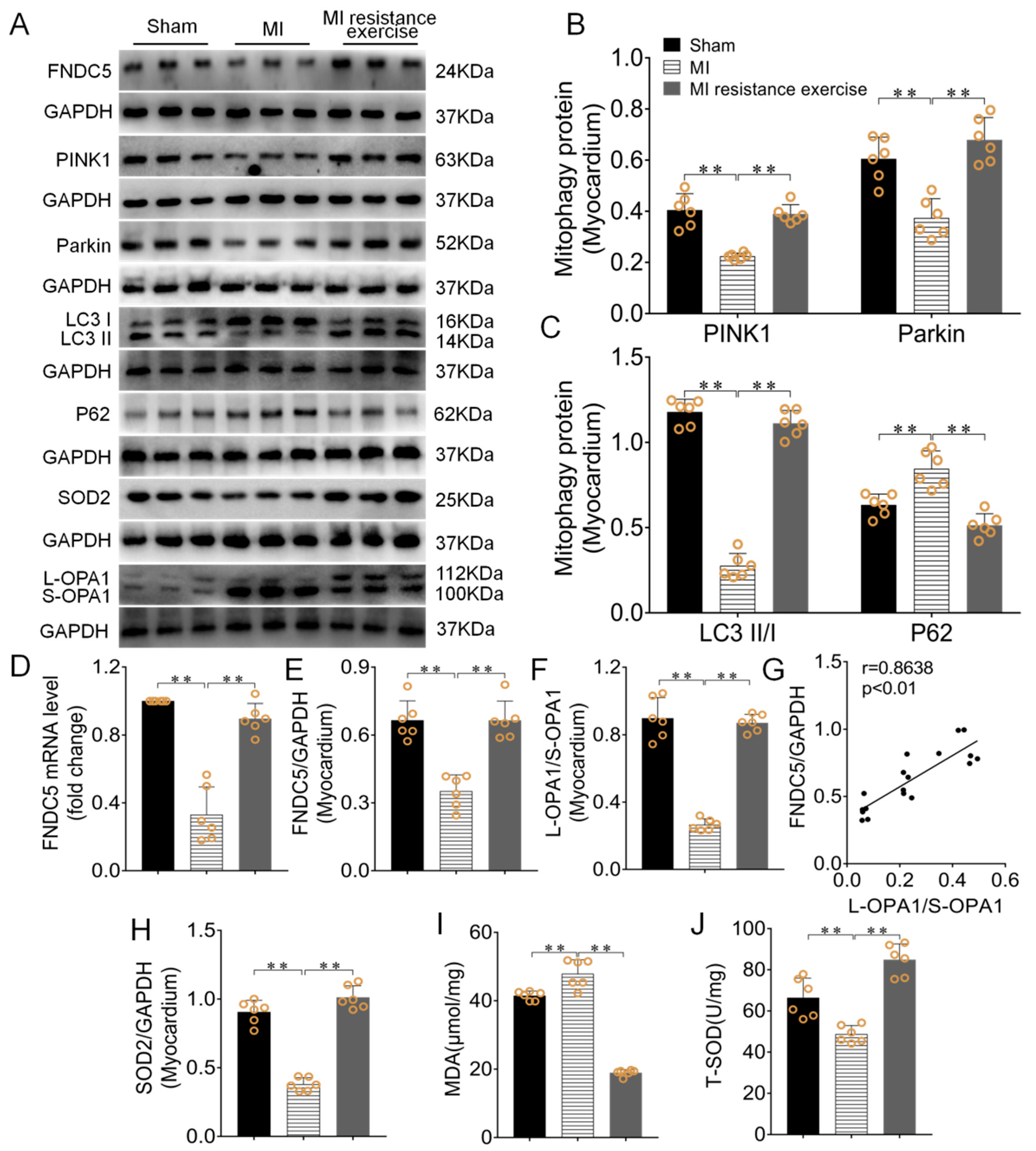 Biomedicines 09 00701 g007