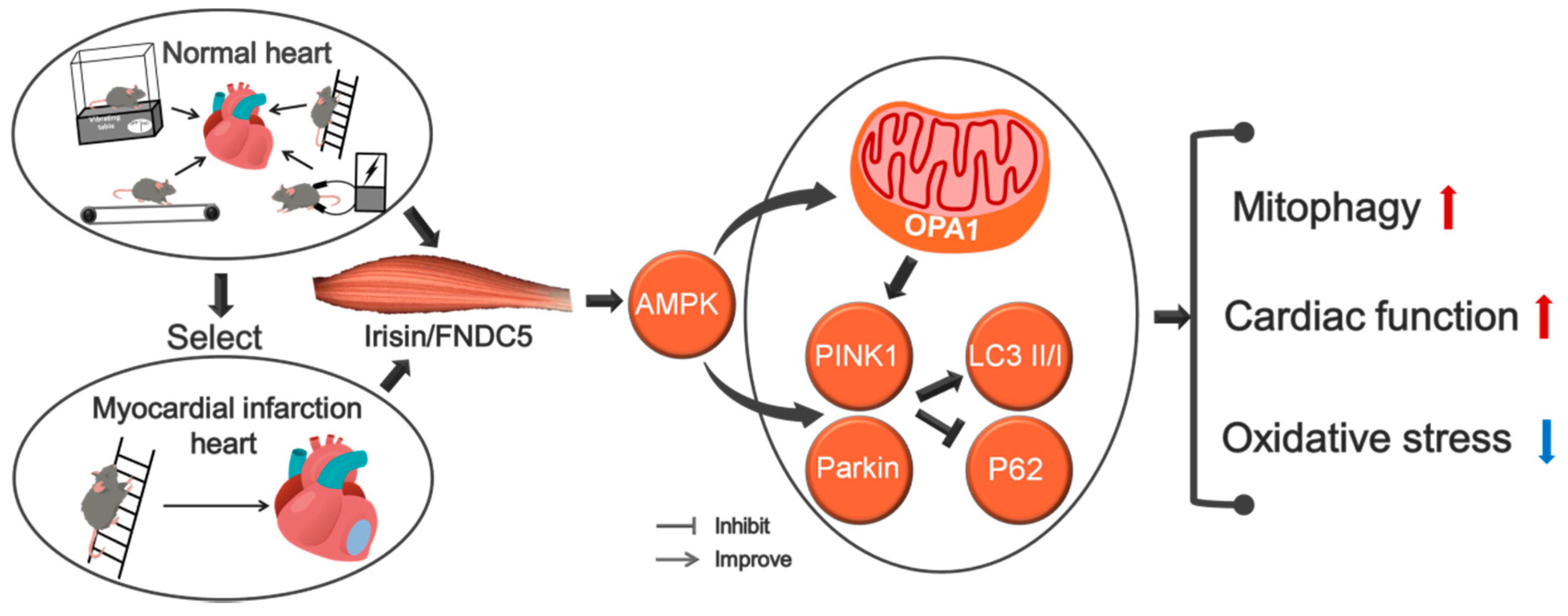 Biomedicines 09 00701 g009