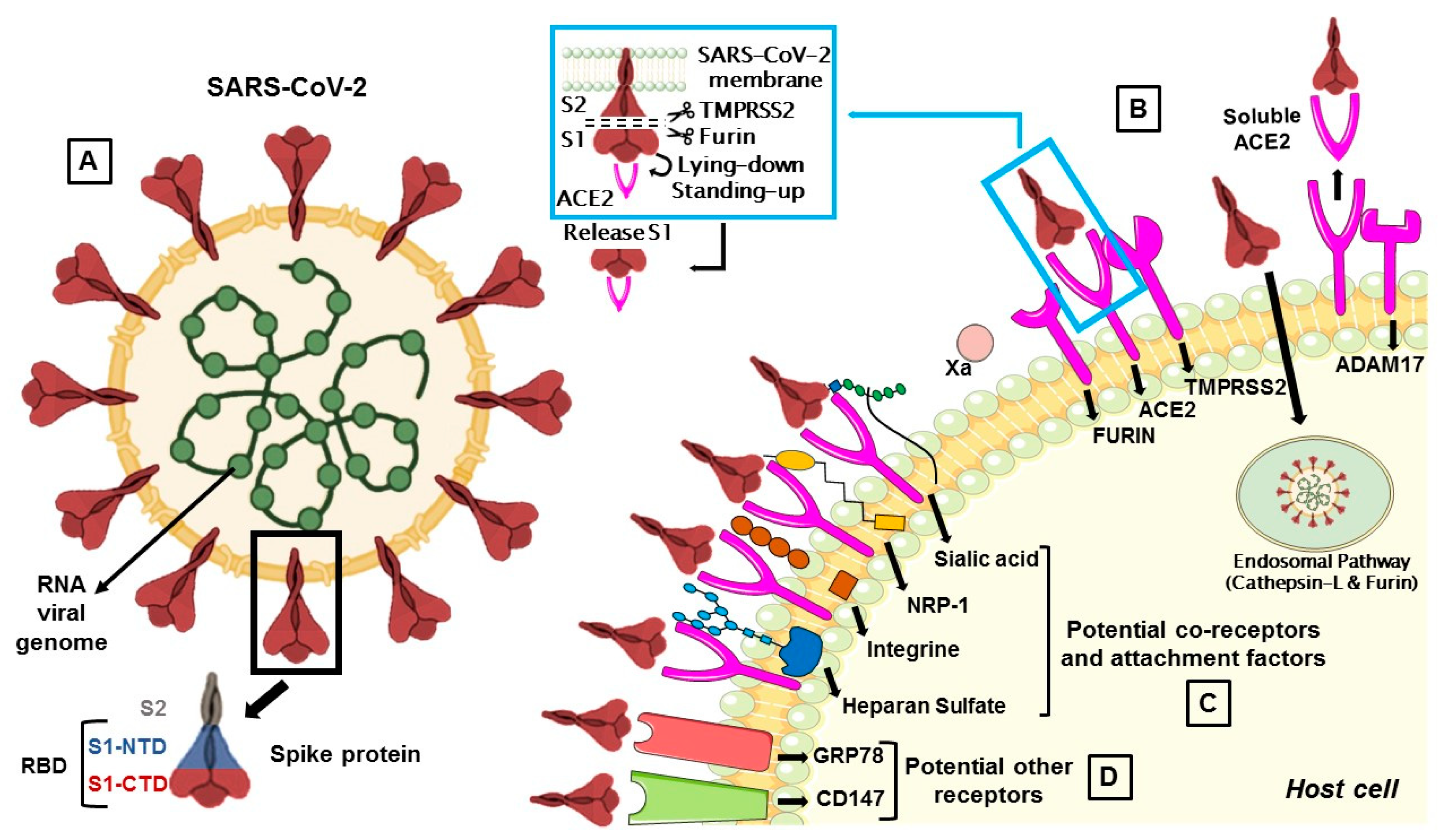 Biomedicines 09 00710 g001