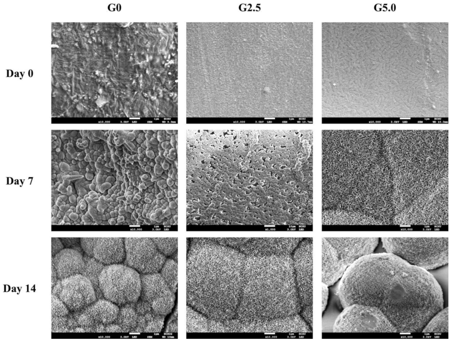 Biomedicines 09 00712 g006