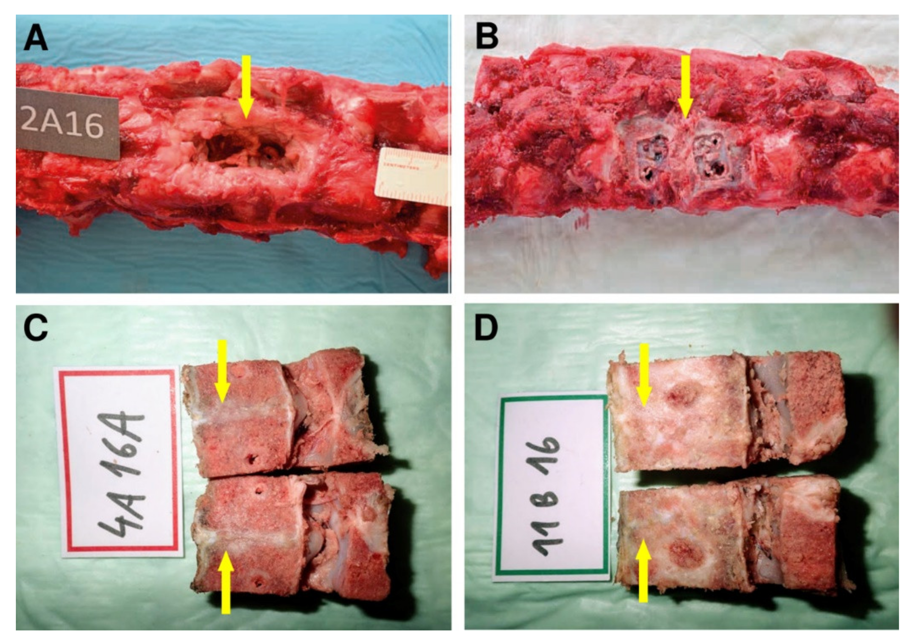 Biomedicines 09 00733 g007 Biomedicines 09 00733 g007