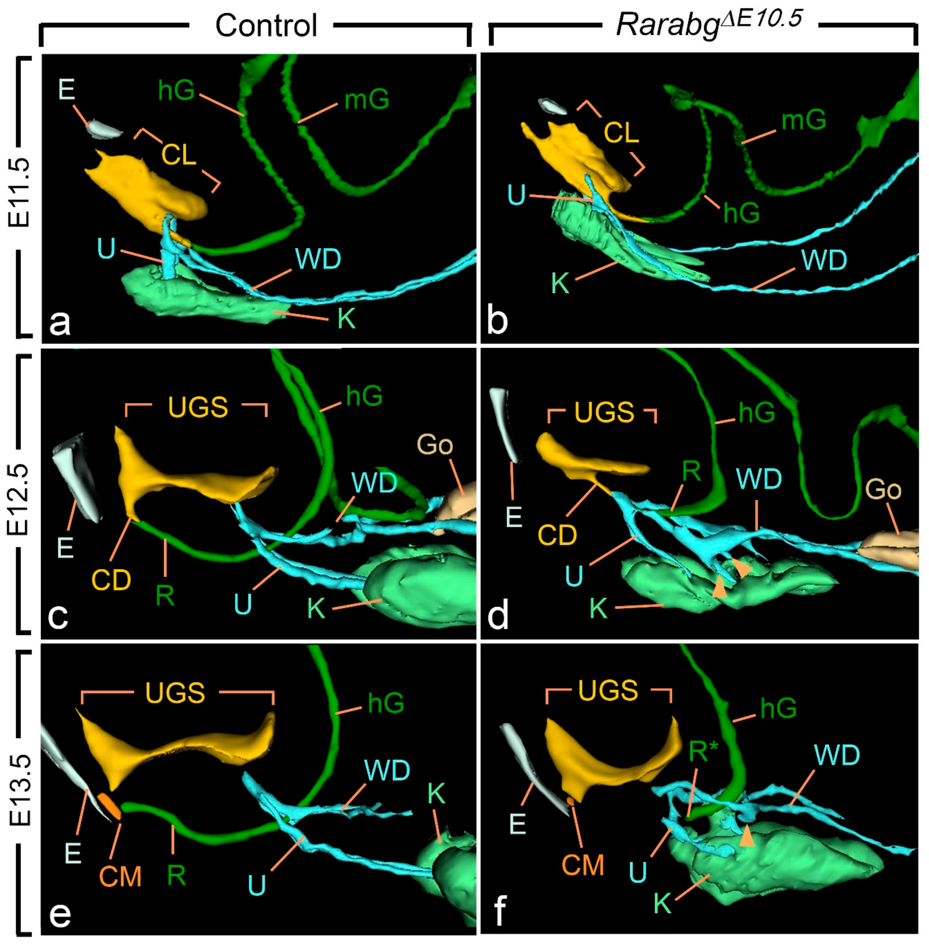 Biomedicines 09 00742 g003