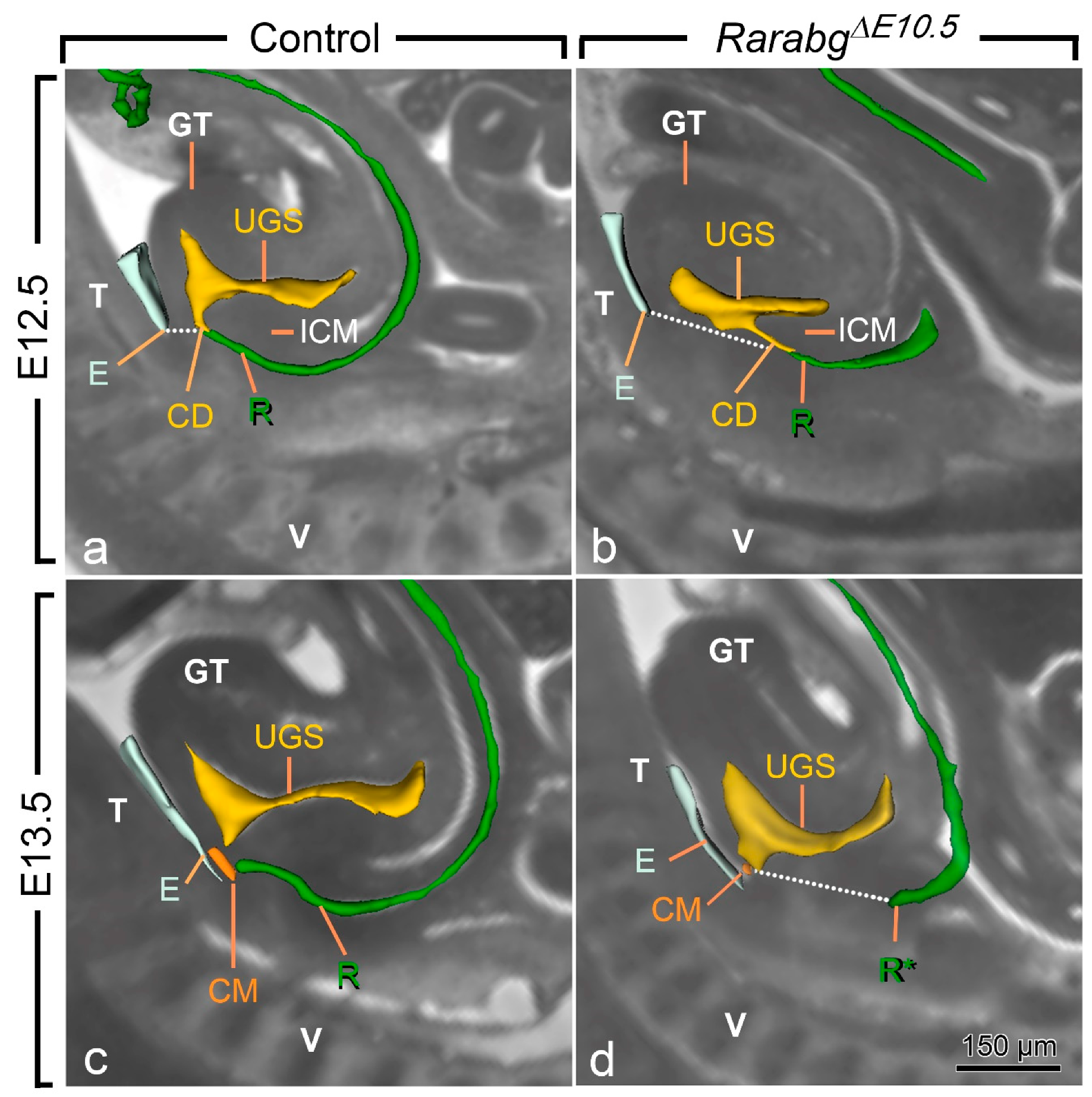 Biomedicines 09 00742 g004