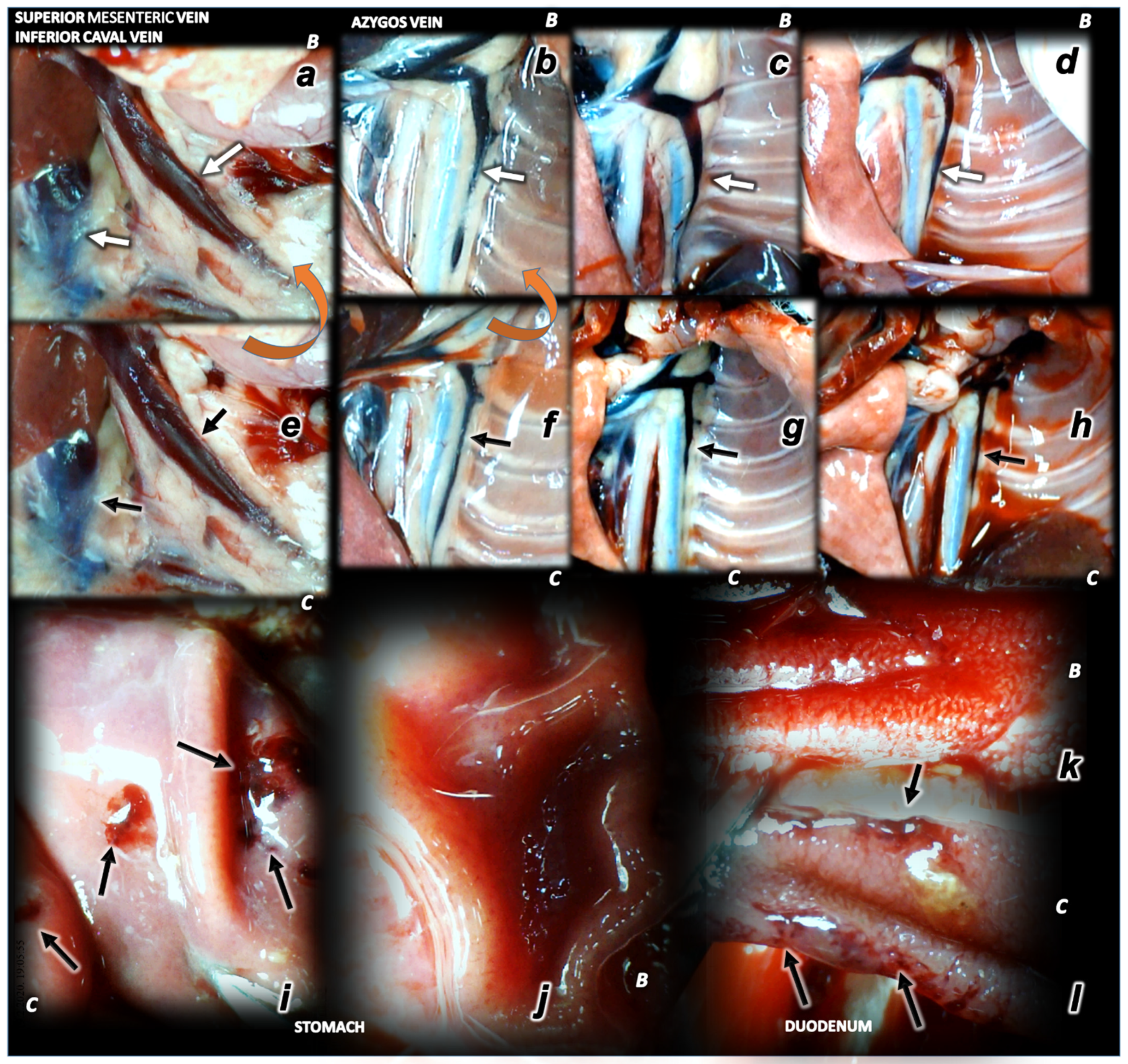Biomedicines 09 00744 g004