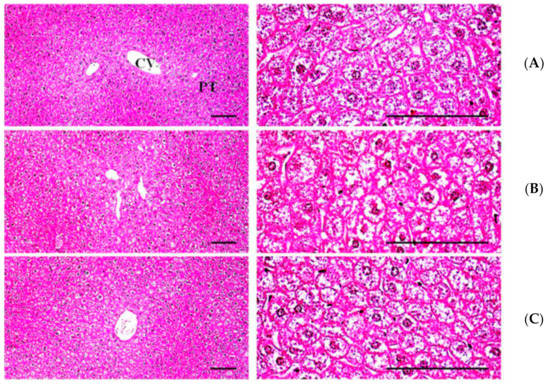 Biomedicines 09 00745 g0a1 550
