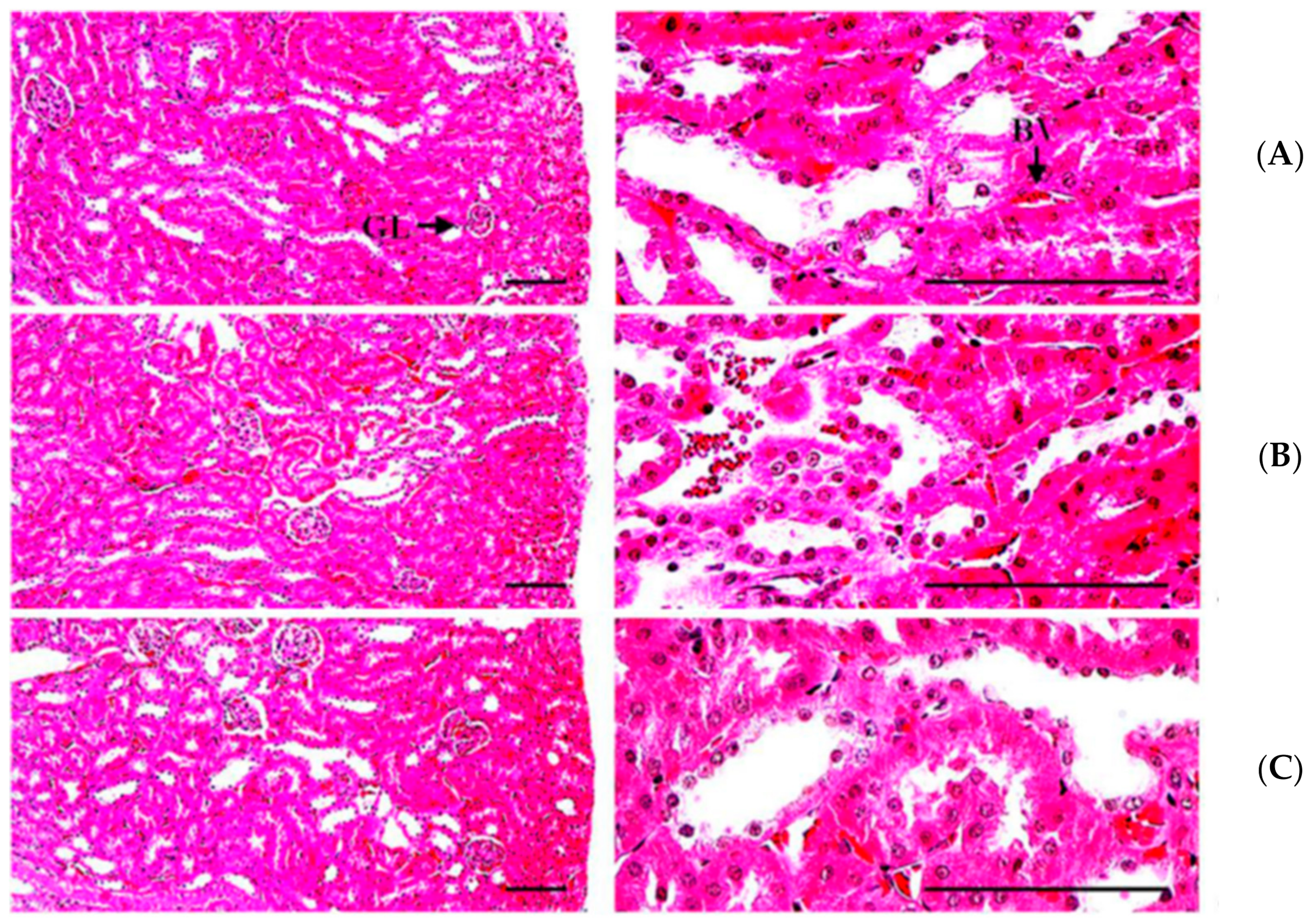 Biomedicines 09 00745 g0a3