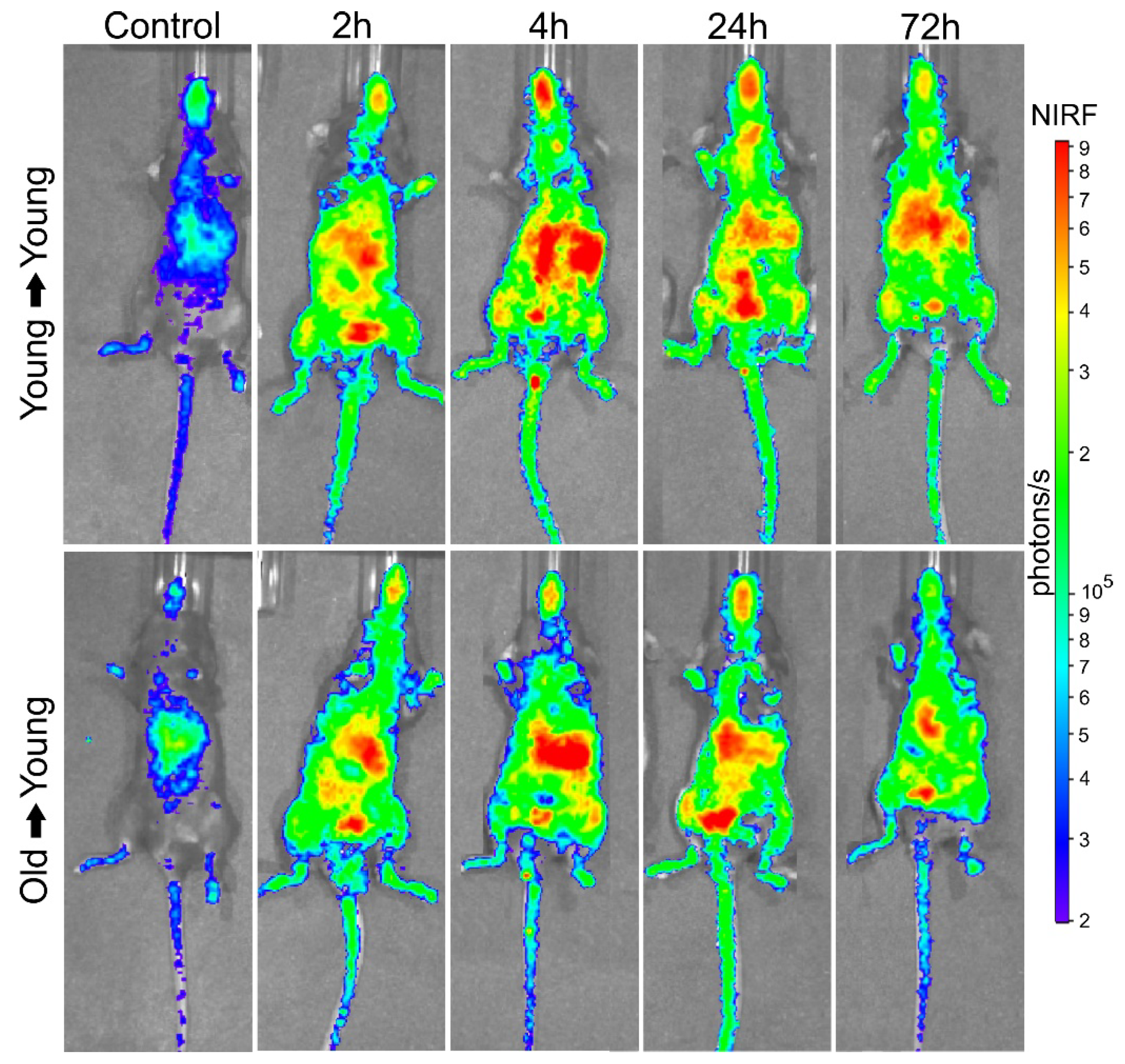 Biomedicines 09 00752 g007