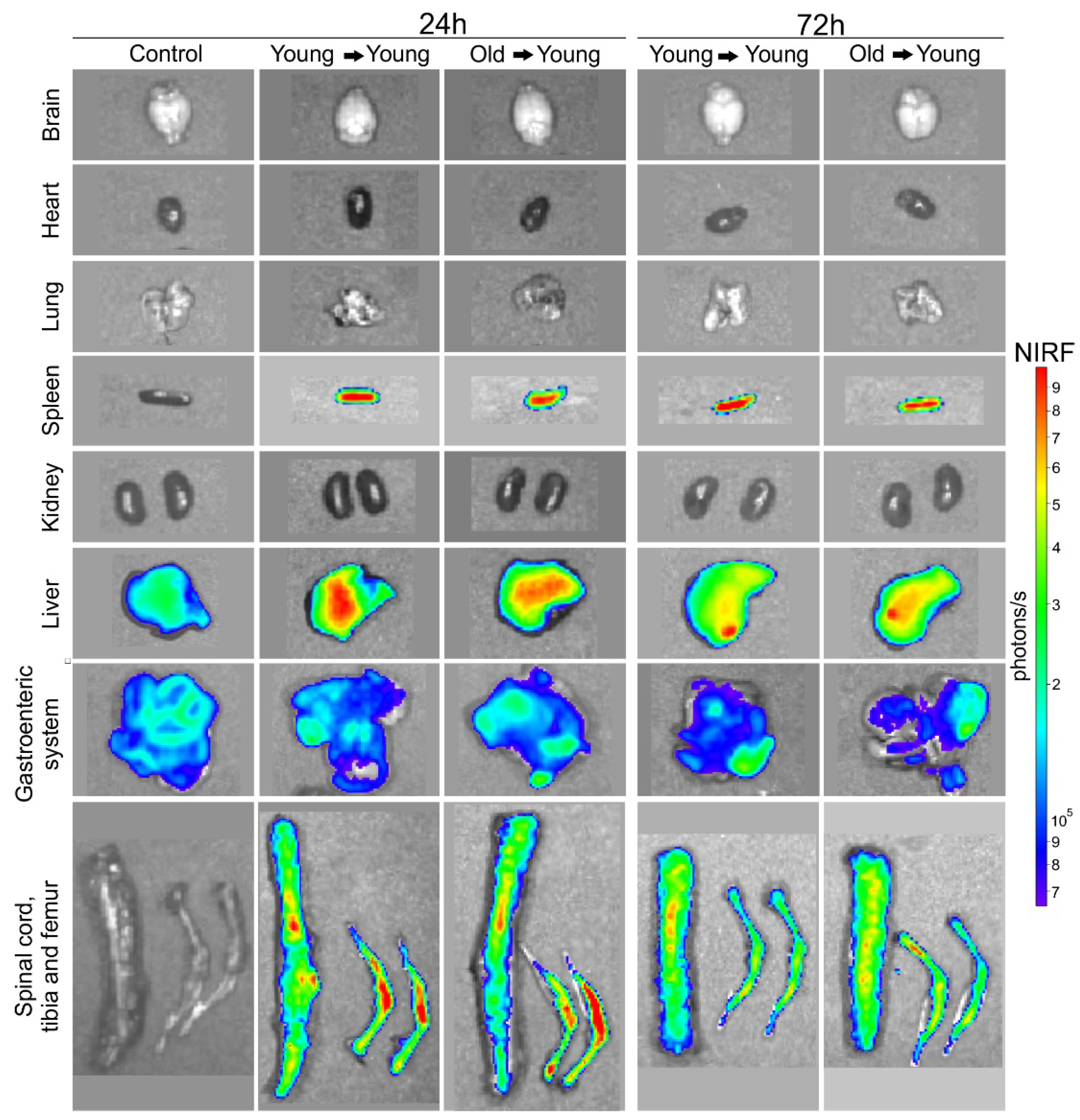 Biomedicines 09 00752 g008