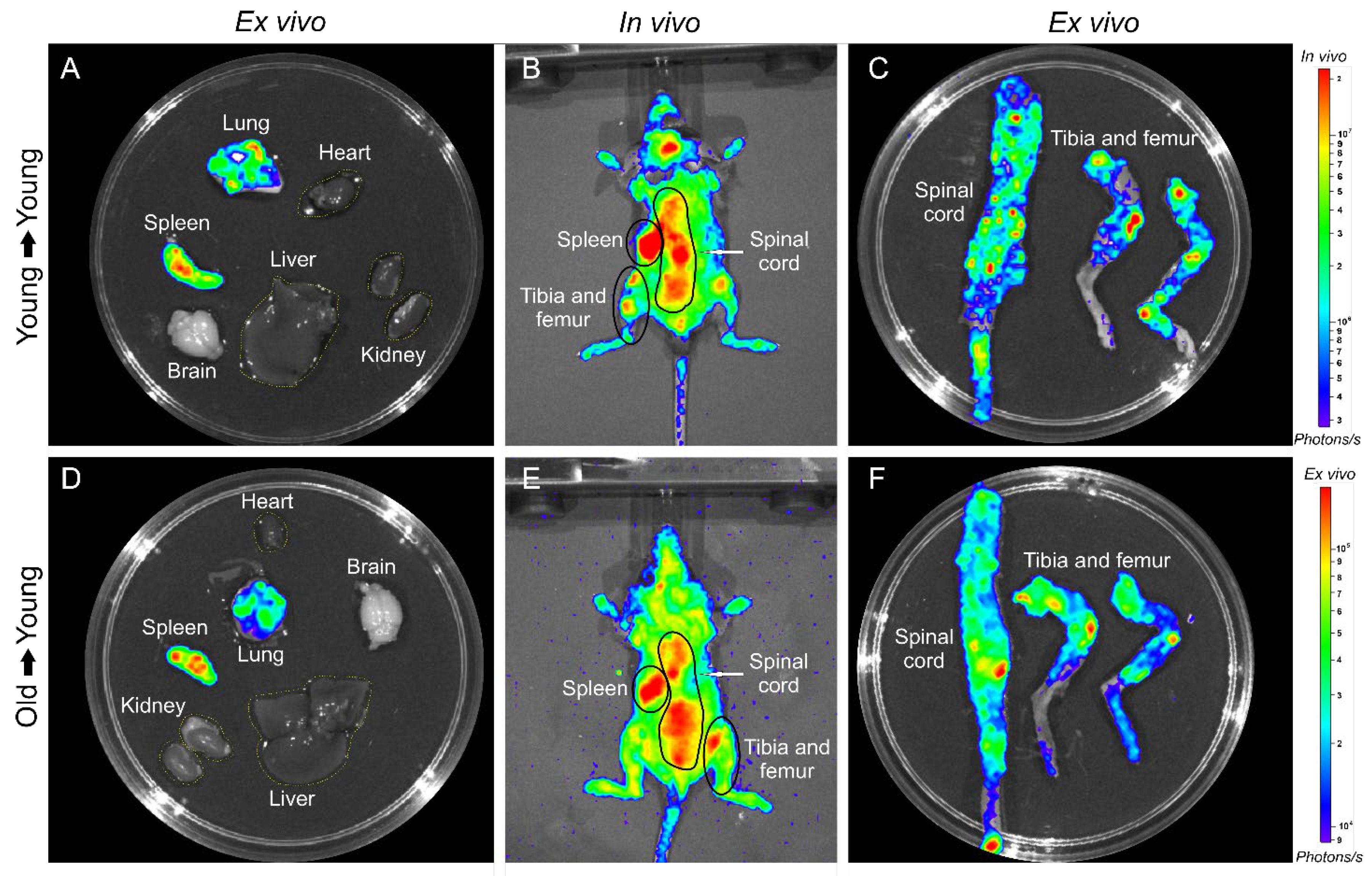 Biomedicines 09 00752 g010