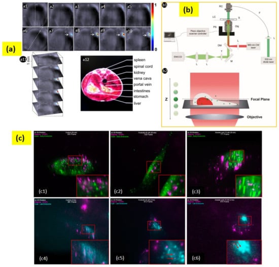Biomedicines 09 00756 g006 550