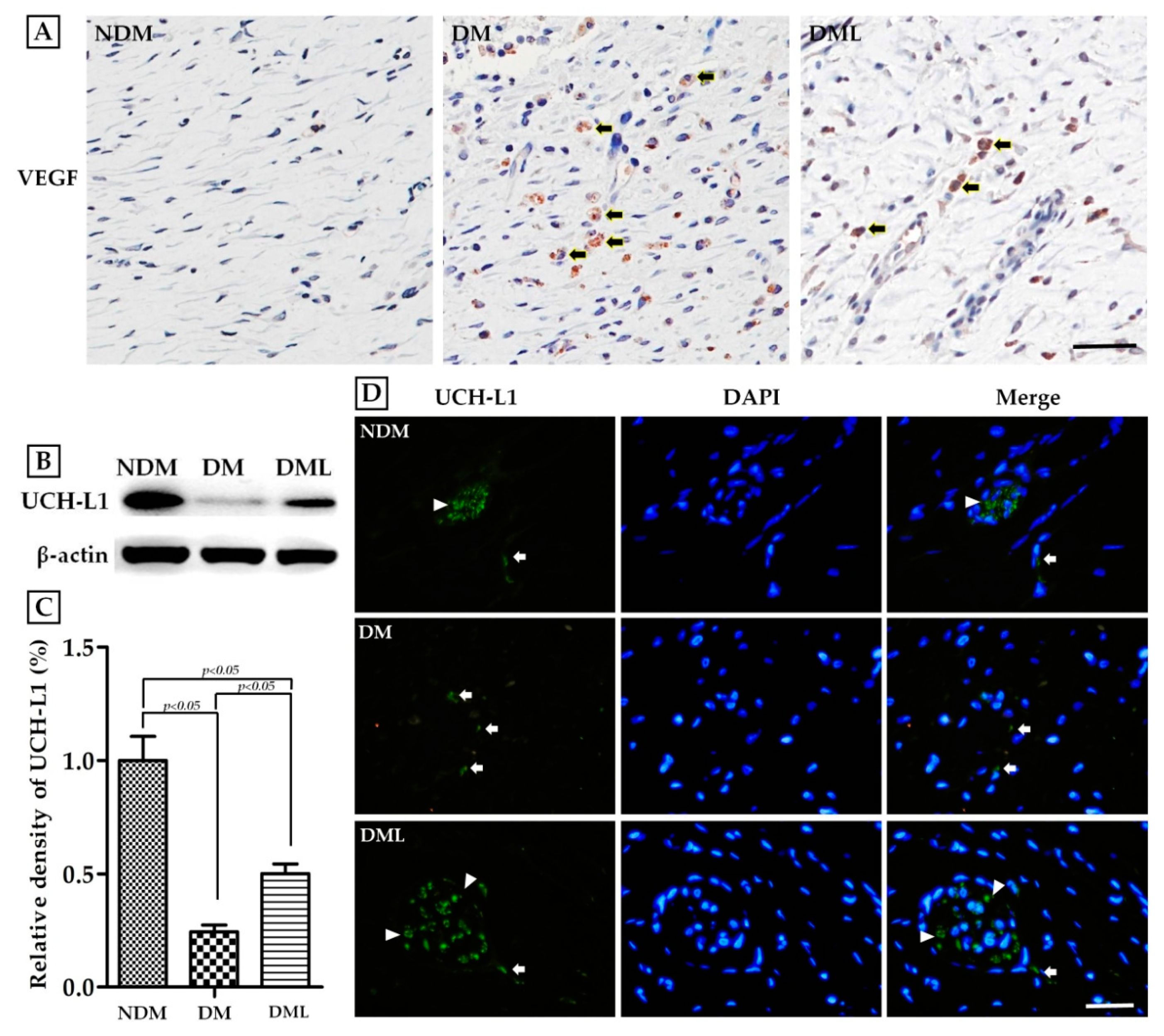 Biomedicines 09 00761 g007