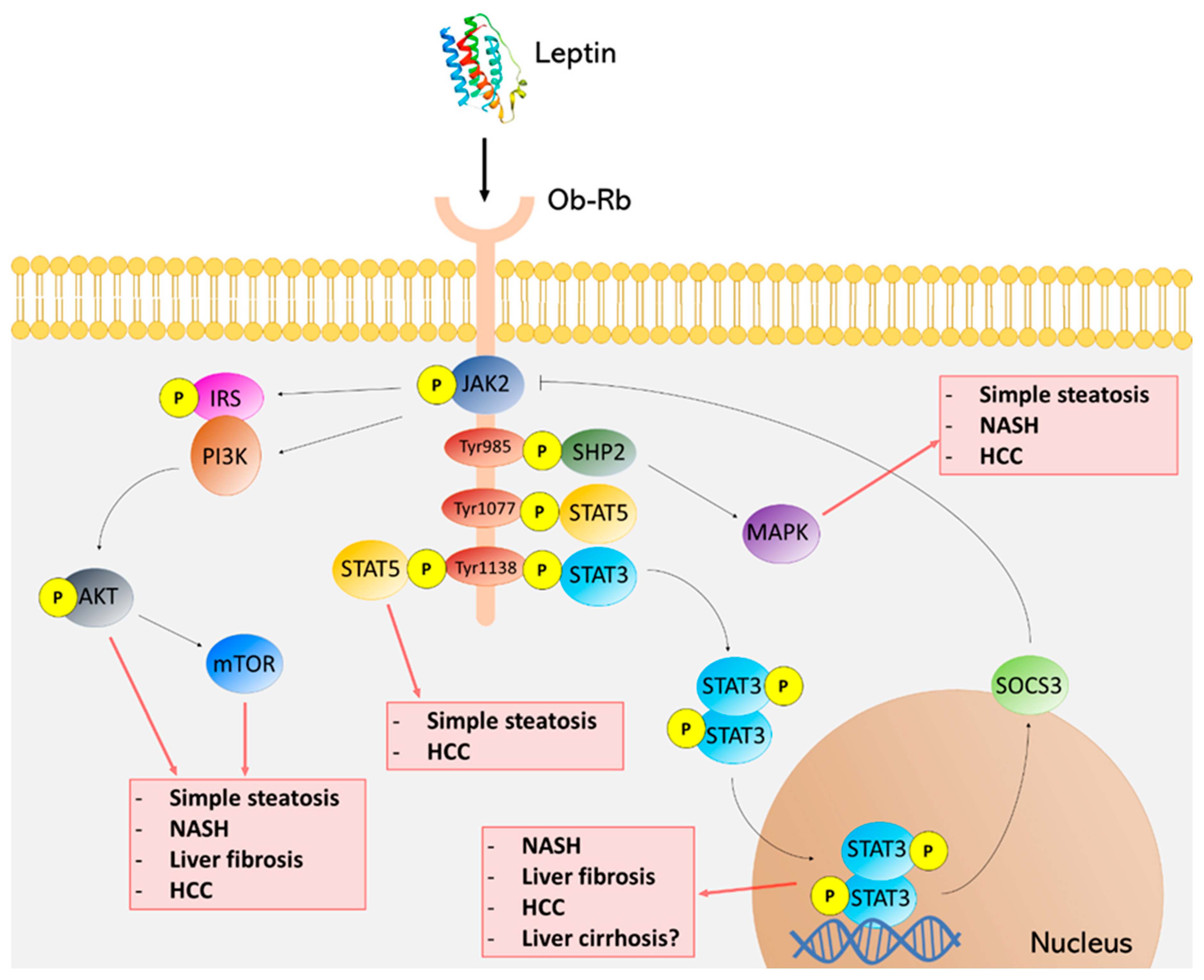 Biomedicines 09 00762 g001