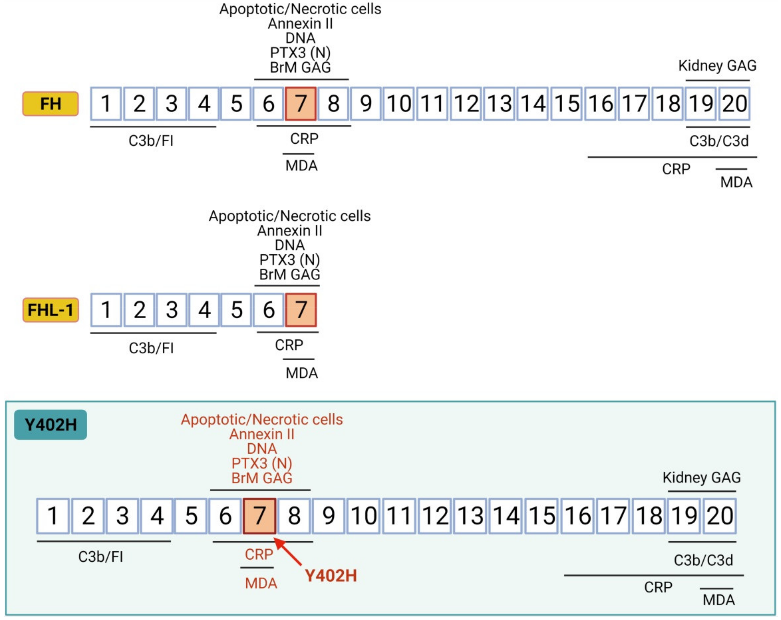 Biomedicines 09 00763 g003
