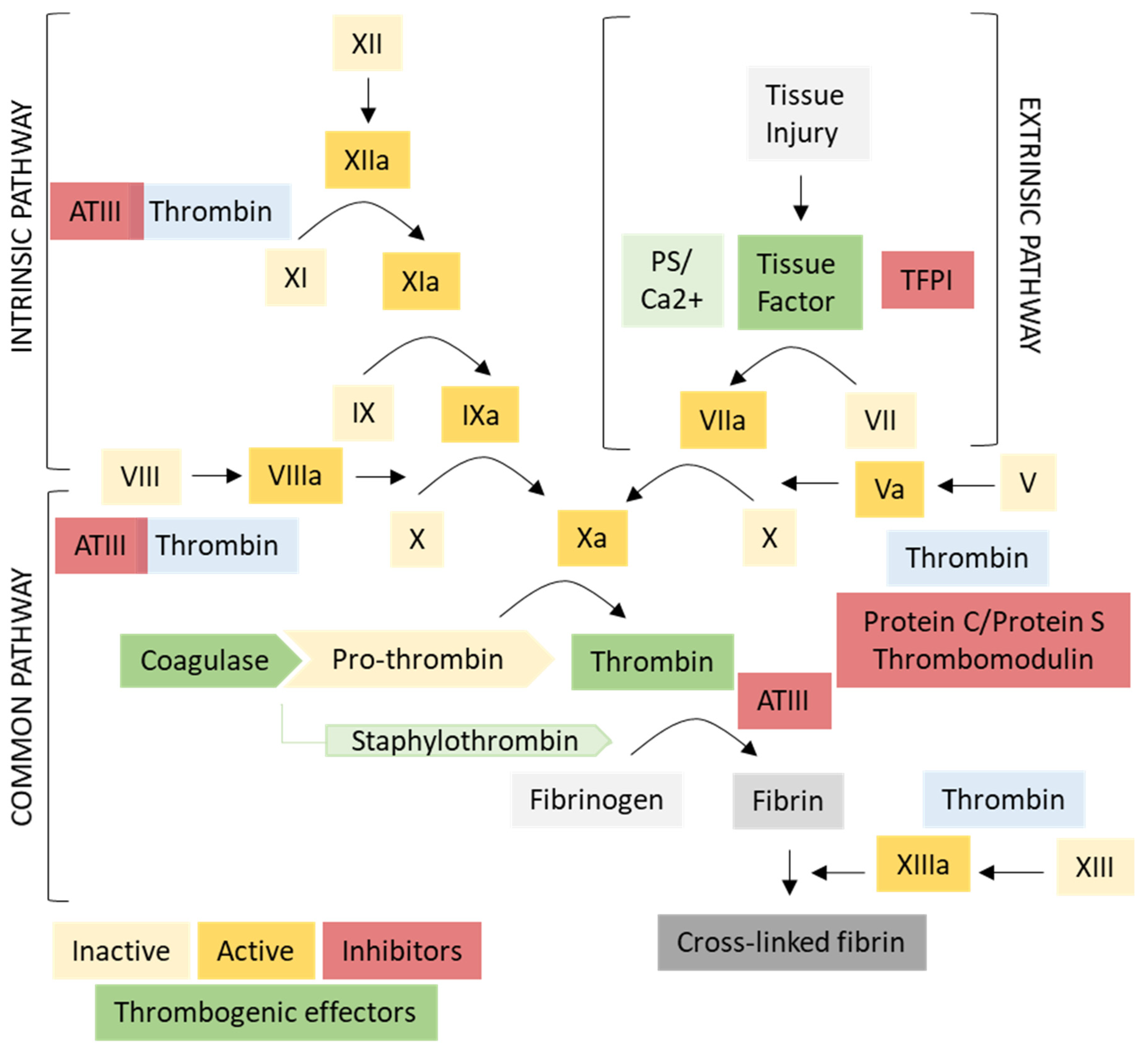 Biomedicines 09 00776 g003