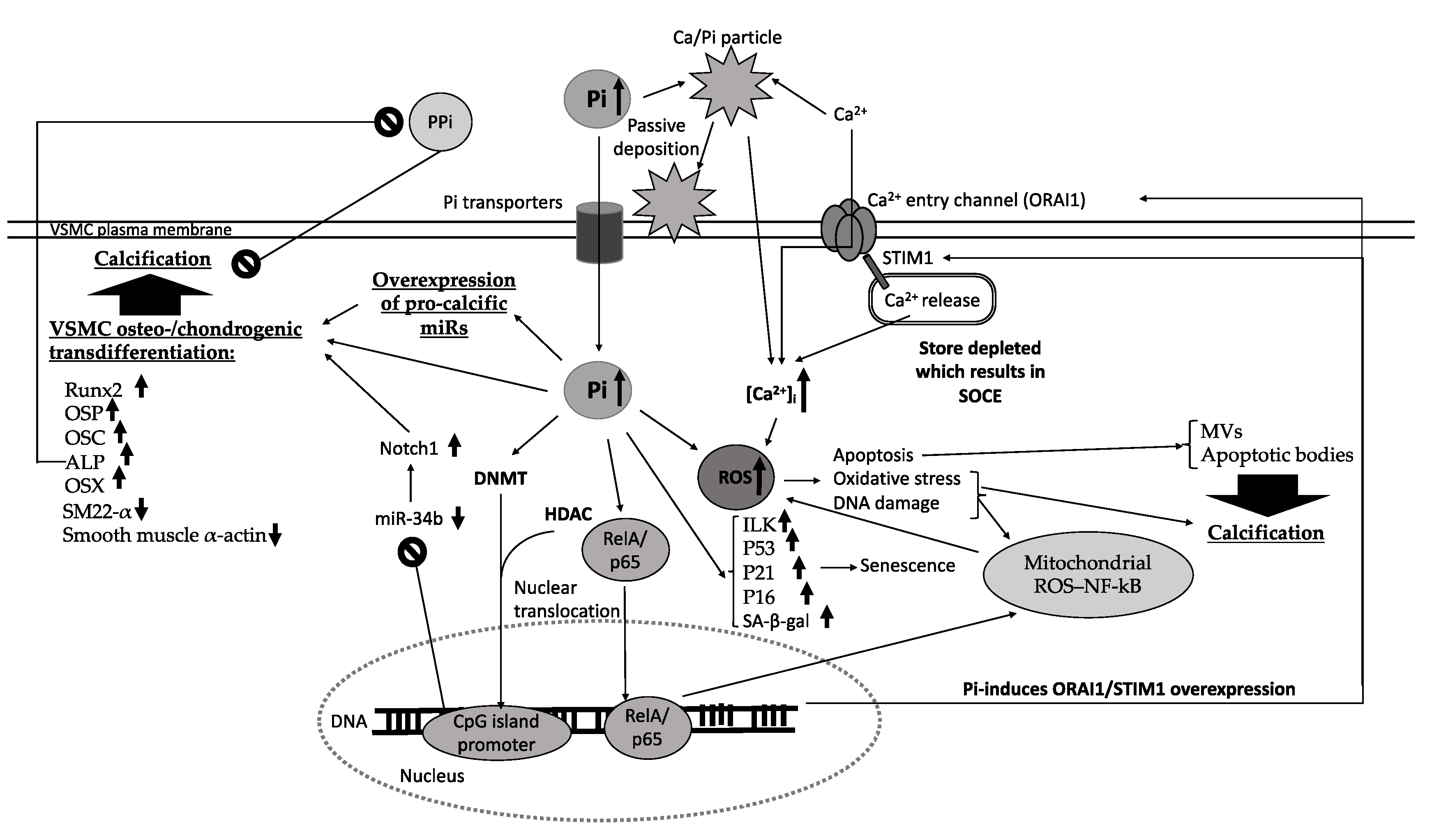 Biomedicines 09 00804 g001
