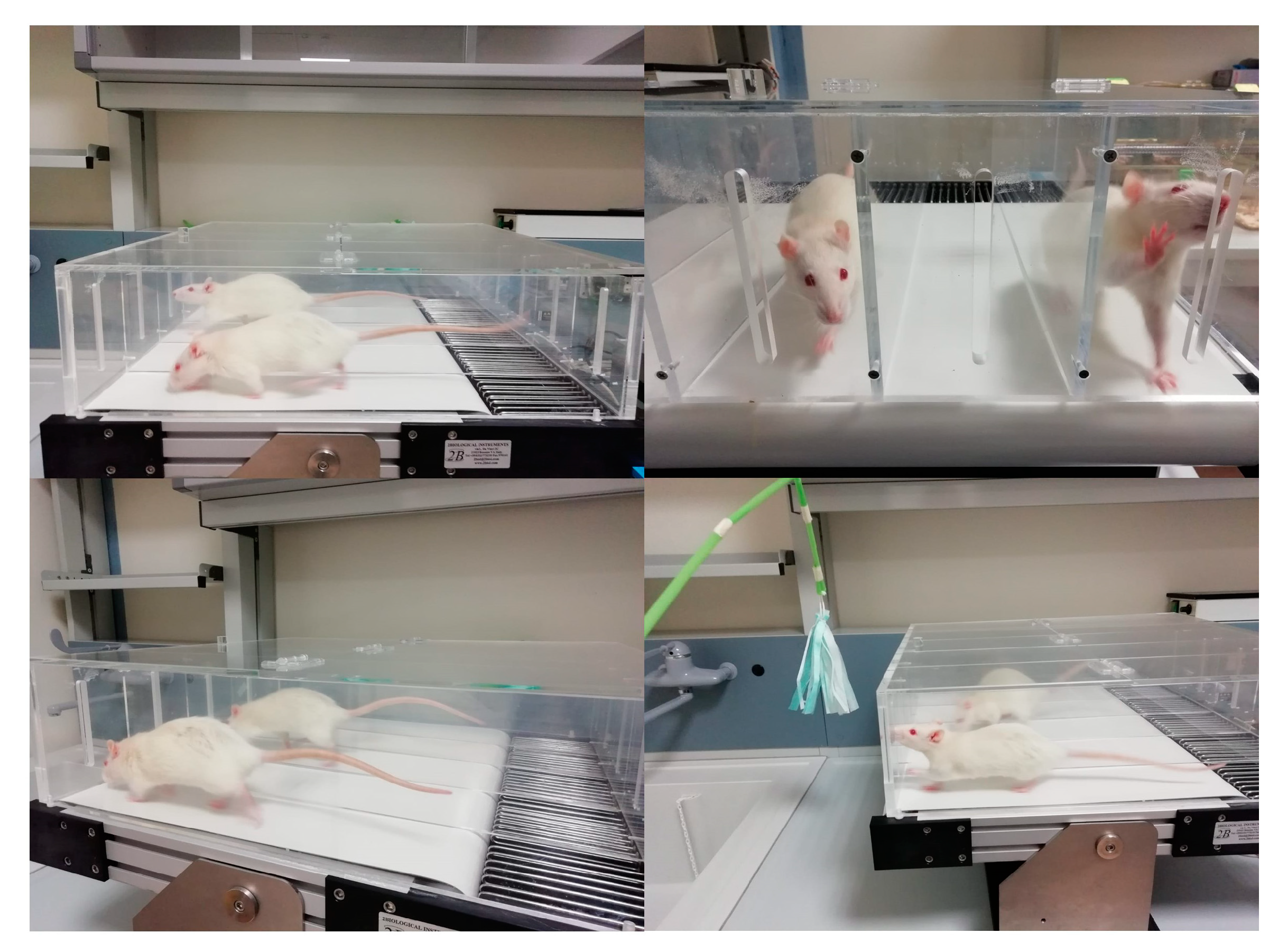 Biomedicines 09 00807 g002