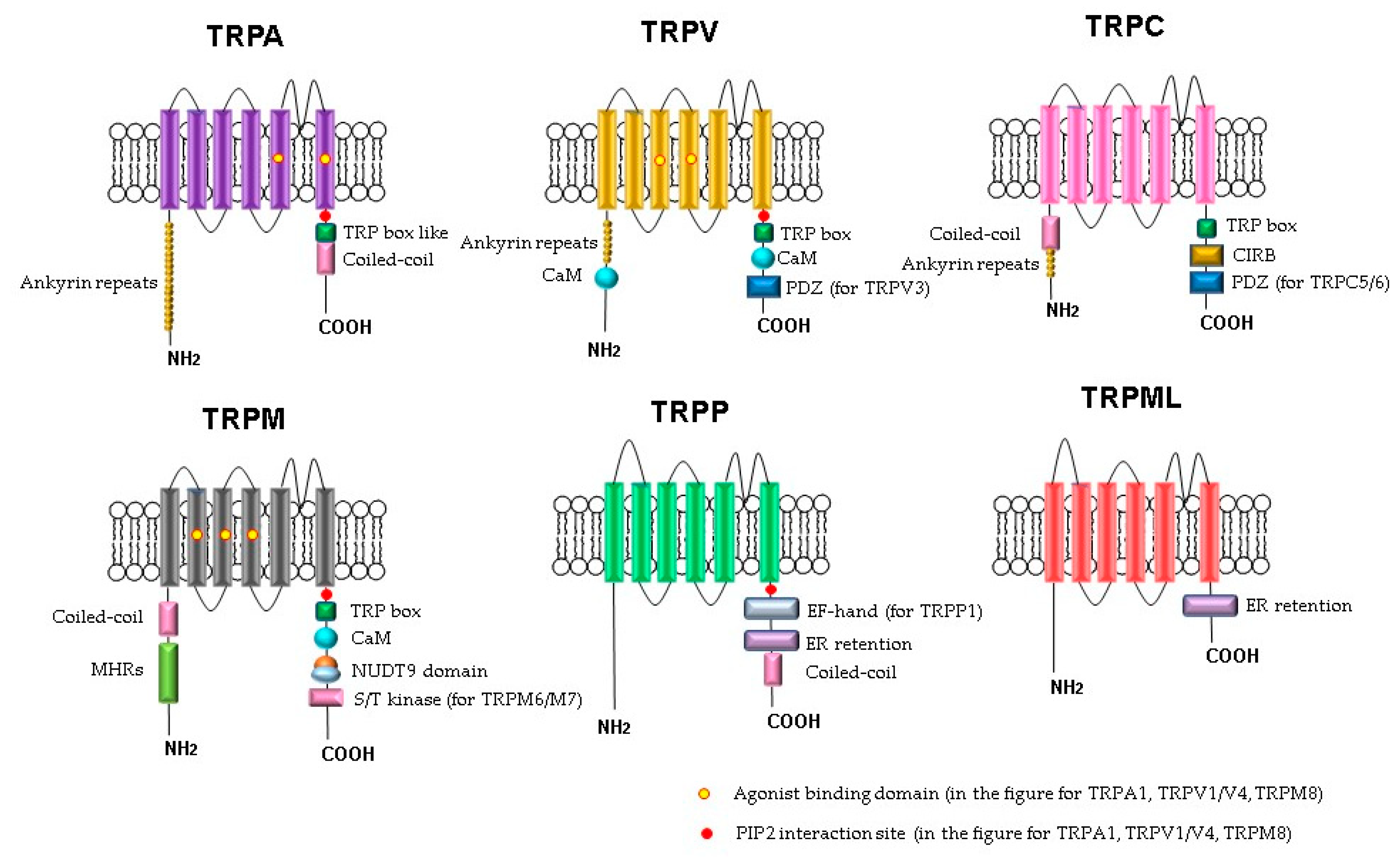 Biomedicines 09 00816 g001