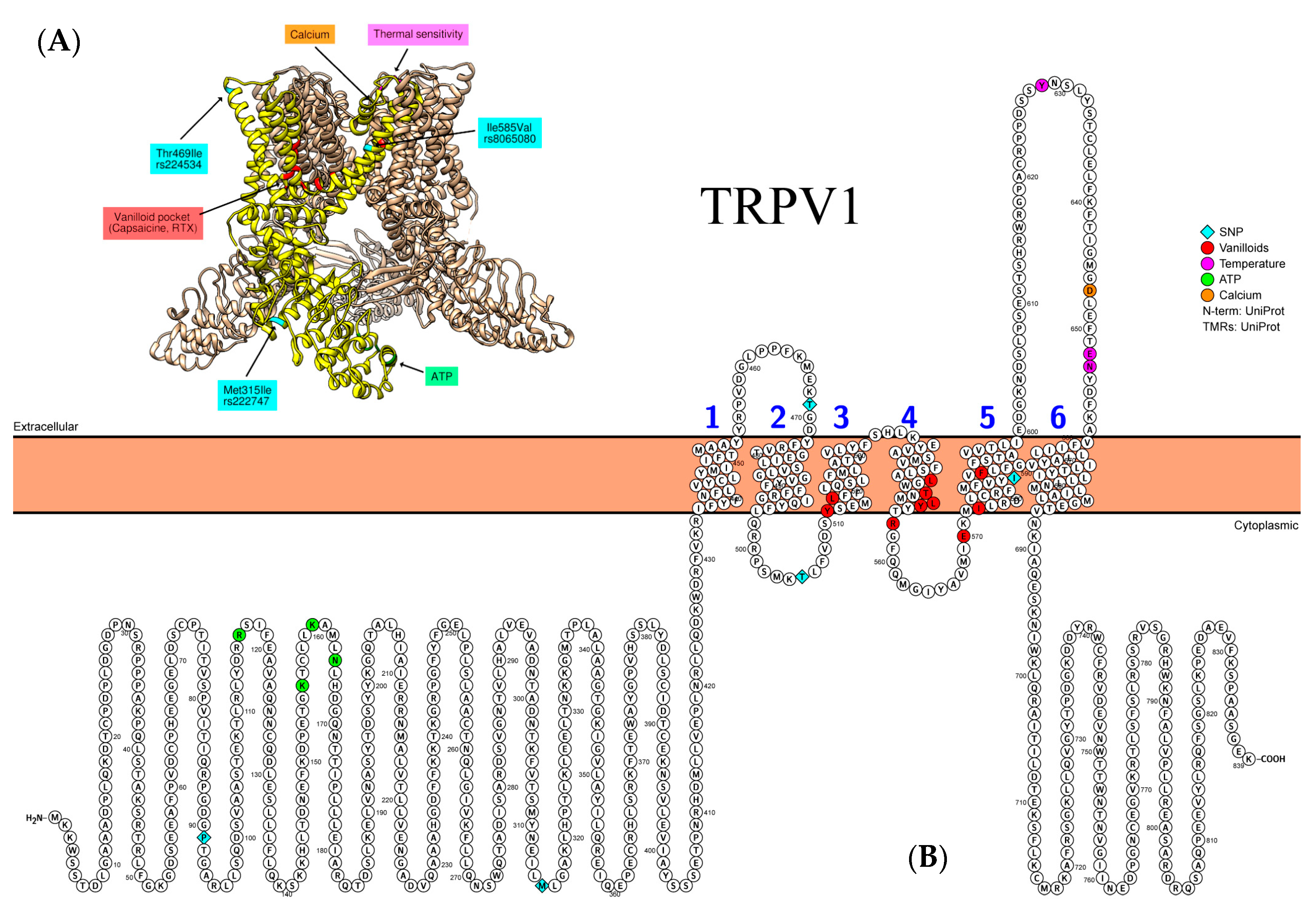 Biomedicines 09 00816 g002