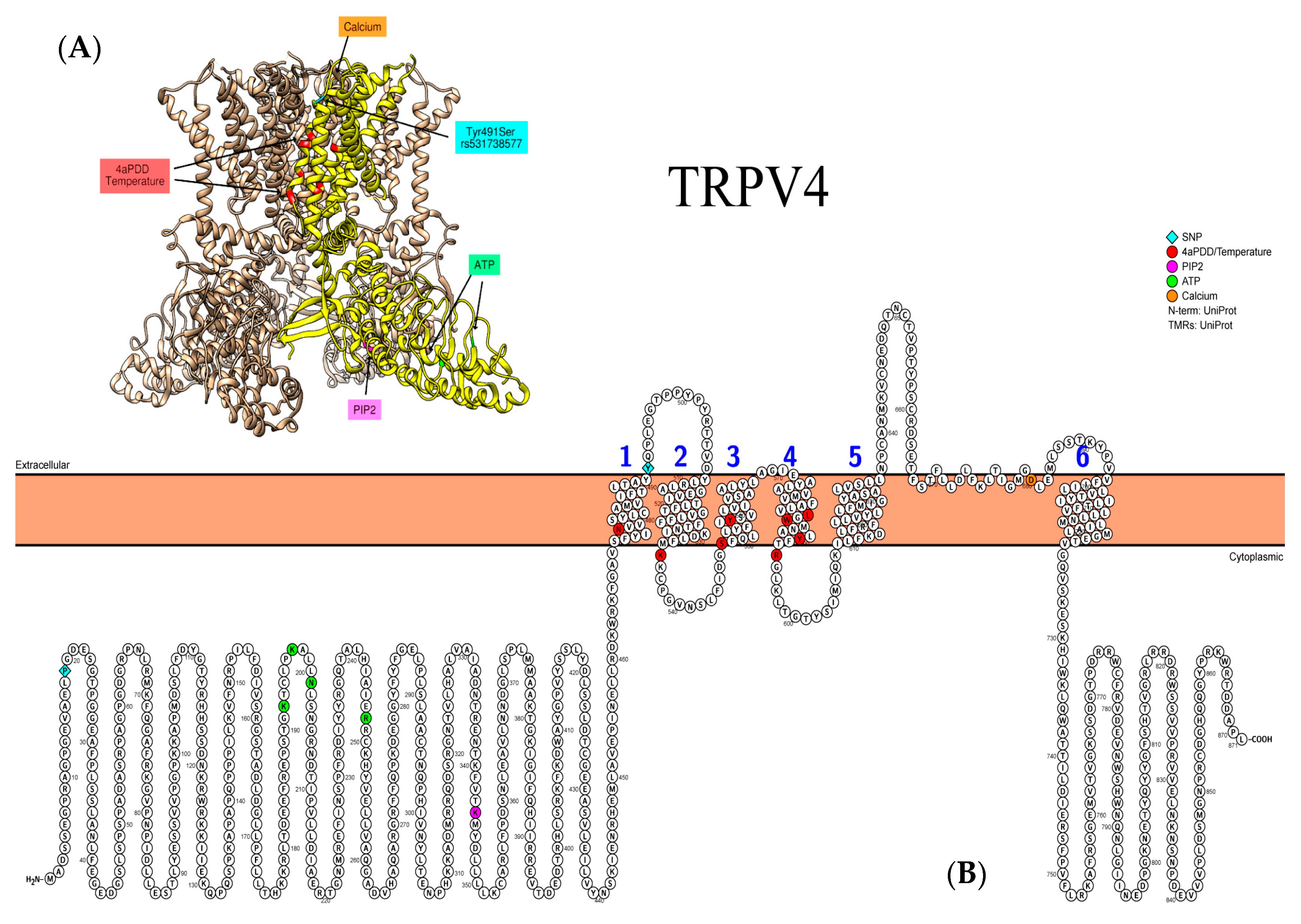 Biomedicines 09 00816 g003