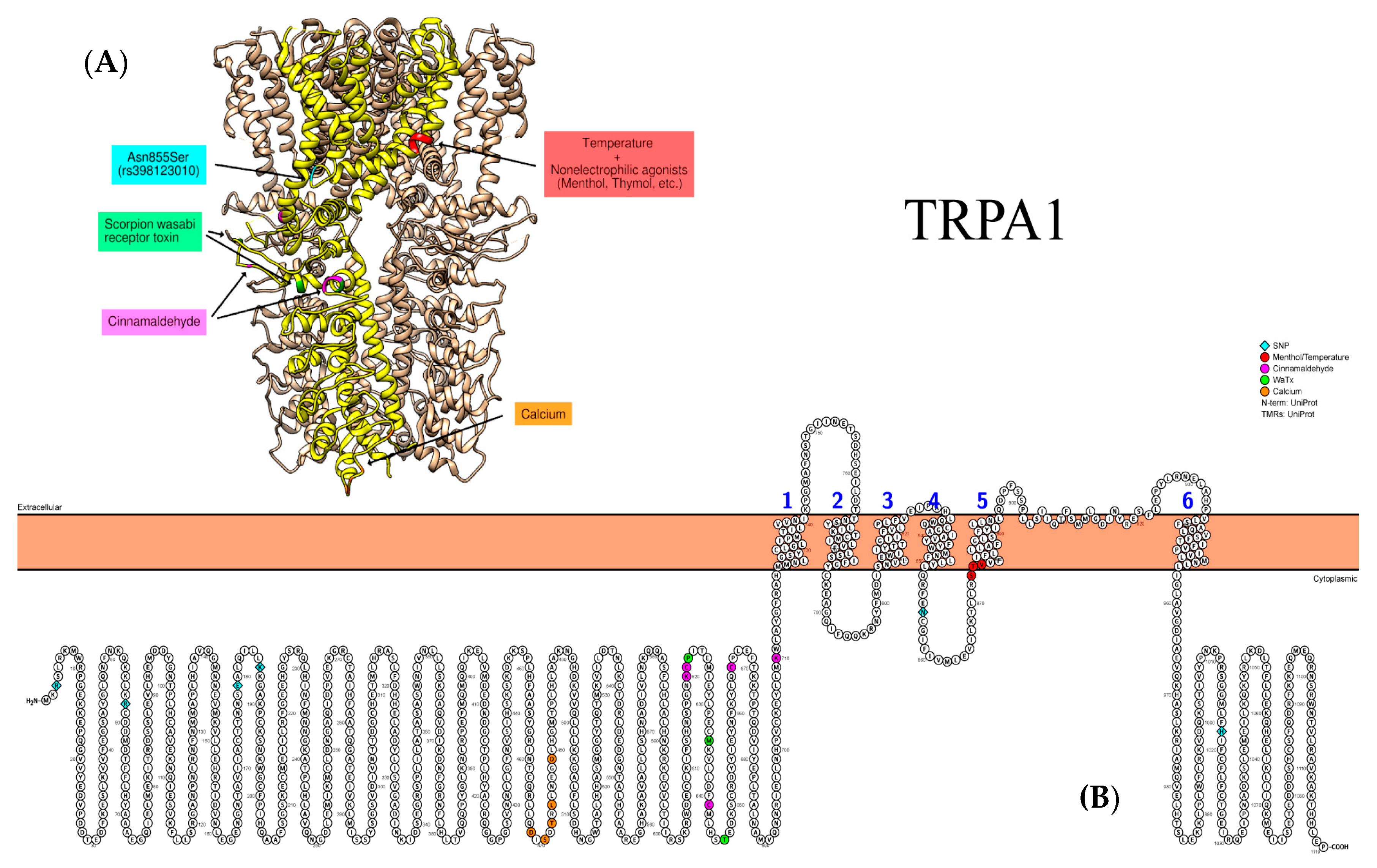 Biomedicines 09 00816 g004