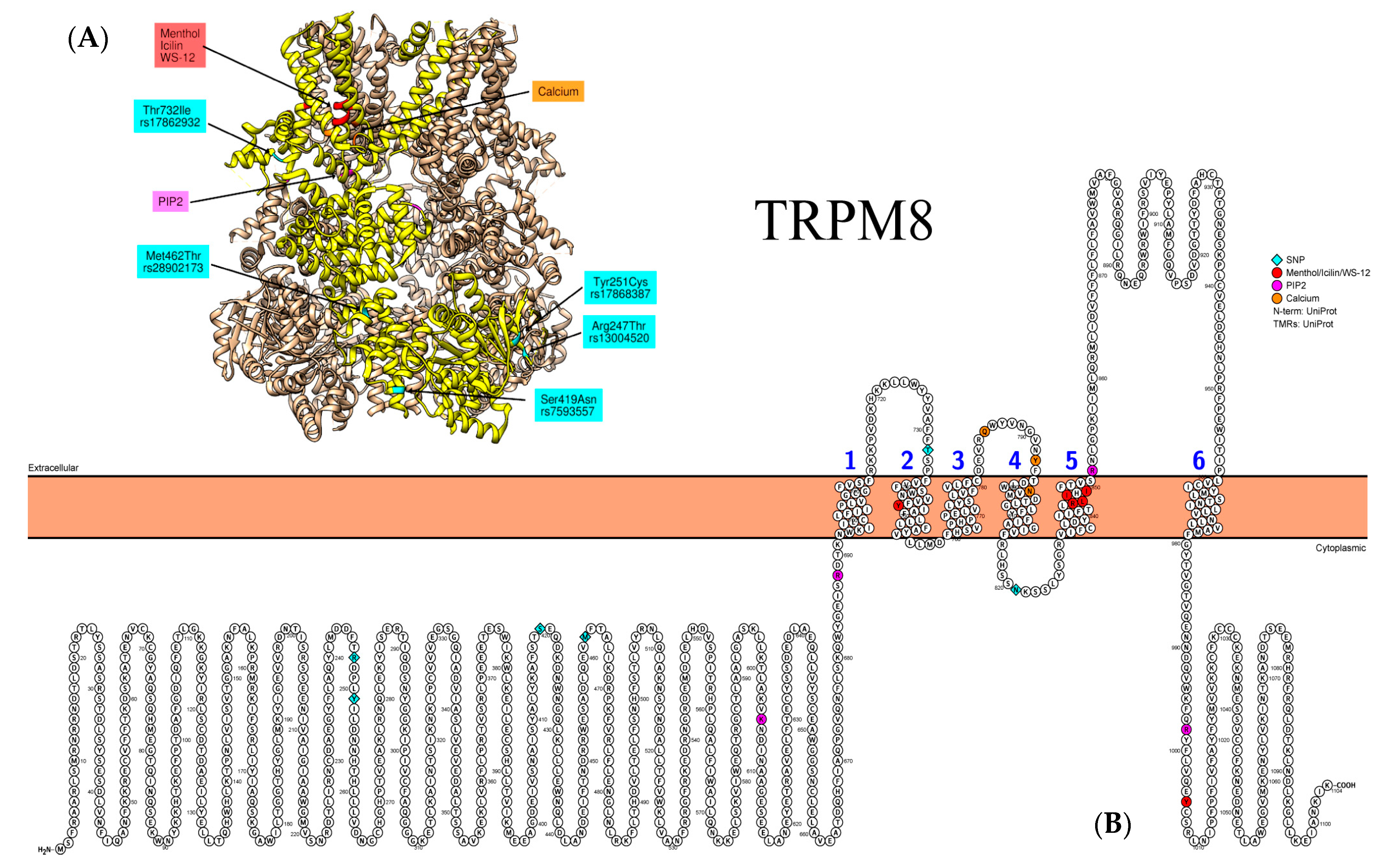 Biomedicines 09 00816 g005