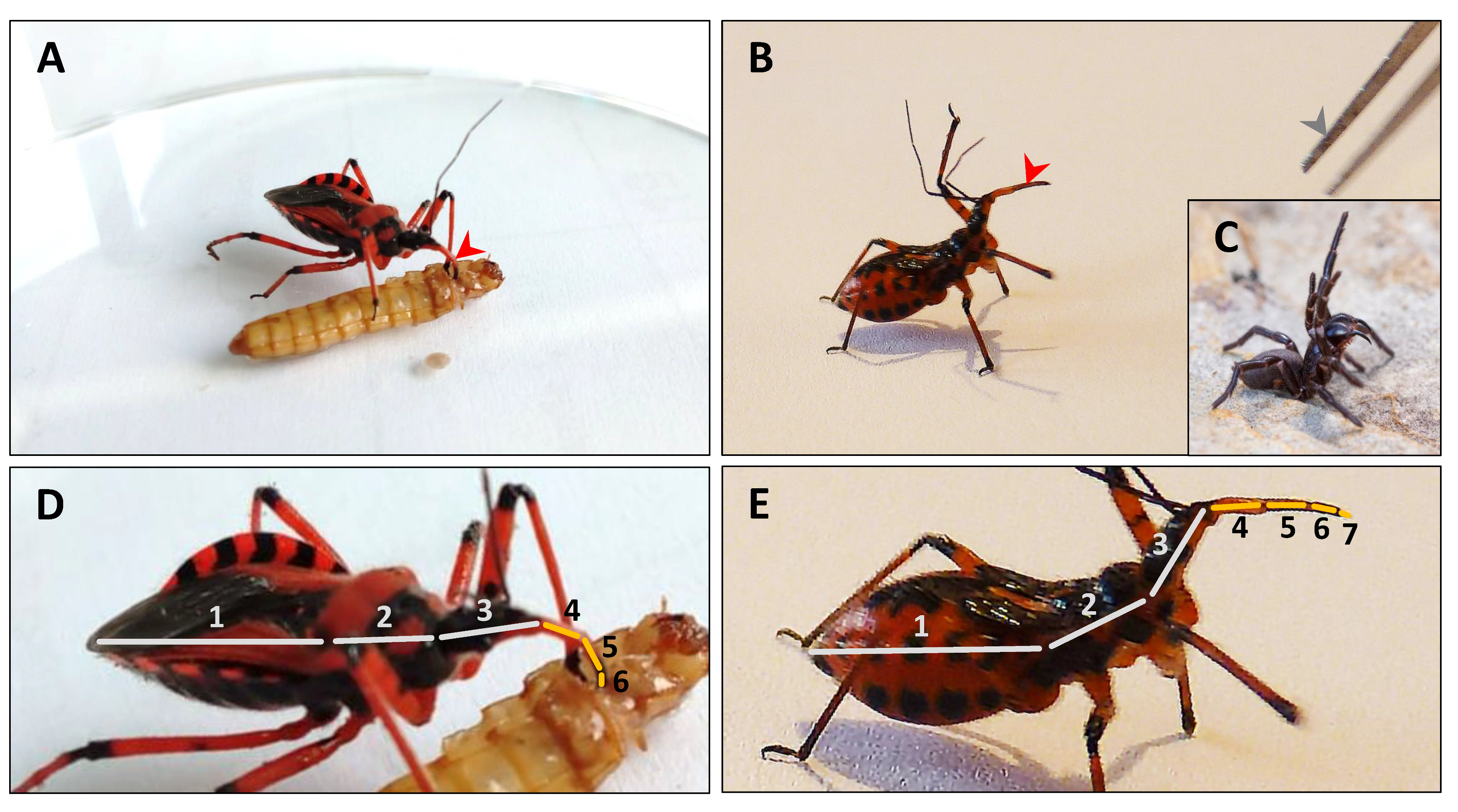 Biomedicines 09 00819 g001