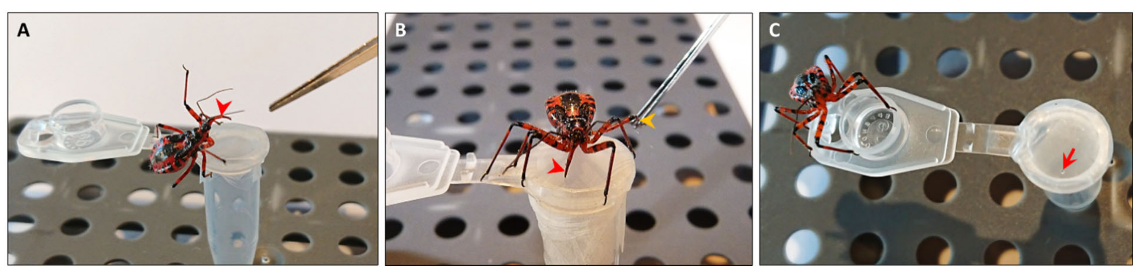 Biomedicines 09 00819 g002